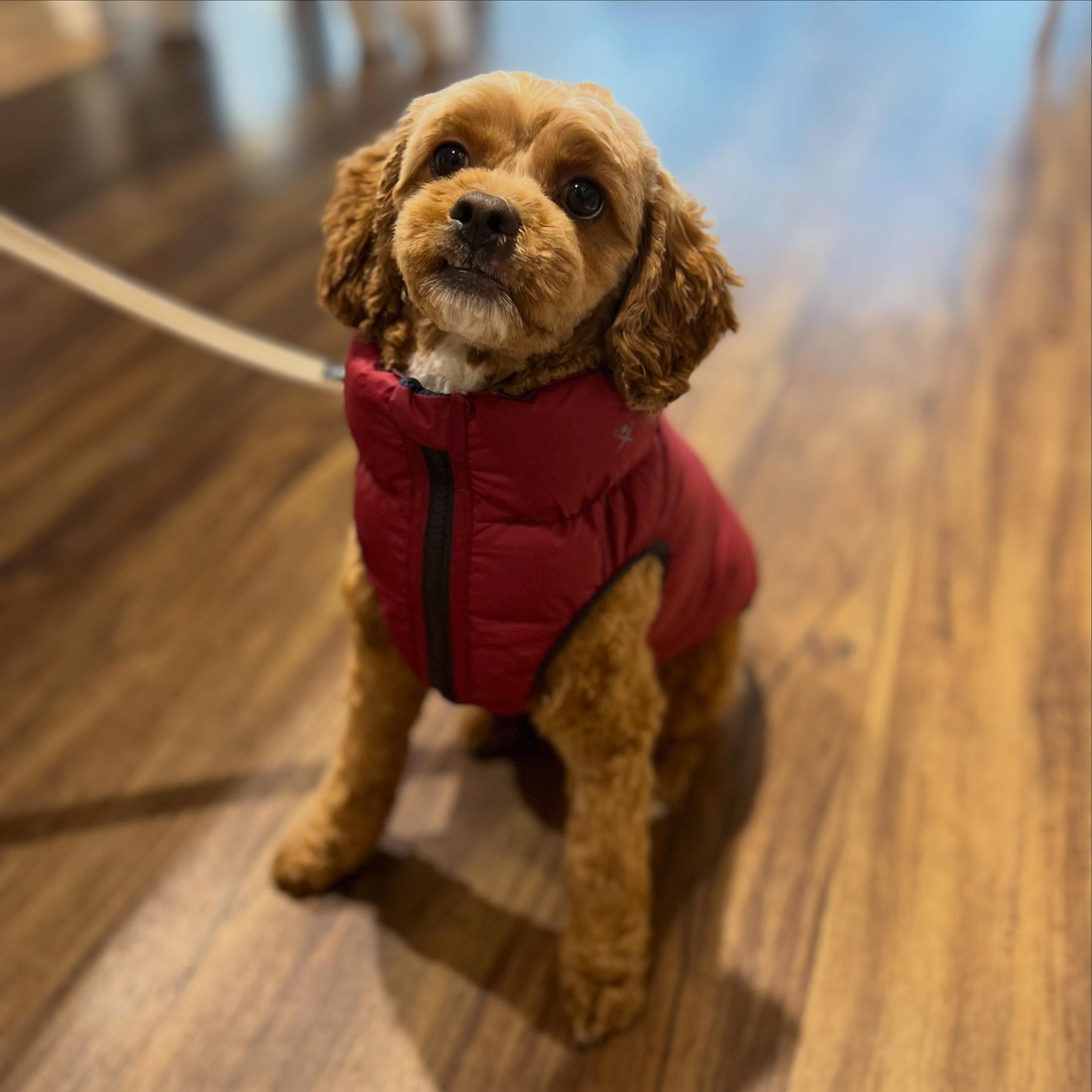 Naww how cute does little Simba look with his new Hugo & Hudson puffer now available @dapperdoggroomingandspa