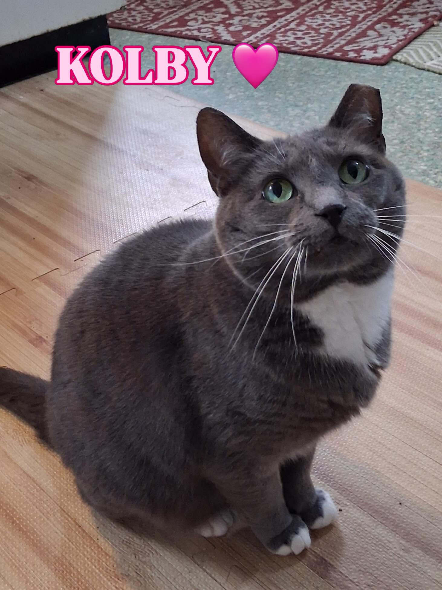 Meet Kolby 🩷 This gorgeous girl has been with us for 2 years, patiently waiting for her family. She is equal parts sweetheart and entertainer. She lives for pets and brushing sessions, and once the wand toys come out, she’s all in — chasing, pouncing, and showing off her playful side. Kolby would thrive as your one-and-only pet. She’s got more than enough love, personality, and affection to fill a whole home! 🥰
Send us an app to schedule a meet and greet at https://www.animals-in-distress.org/adoptions or email us with any questions: animalsindistressnj@gmail.com 💌 #animalsindistressnj #adoptablecats #cats #mercercountynj #adoptme