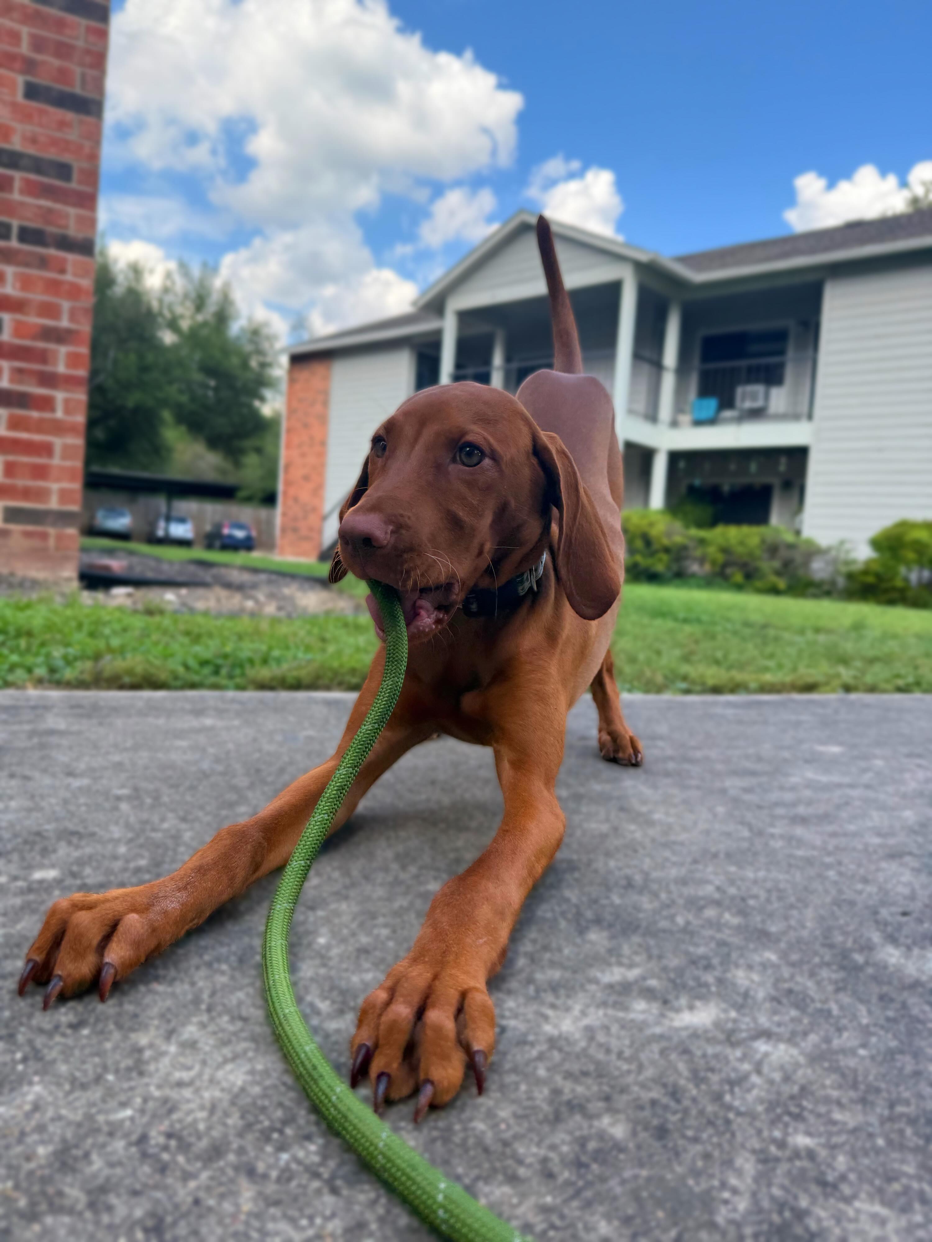AI isn’t coming to steal our jobs, Chester is.
