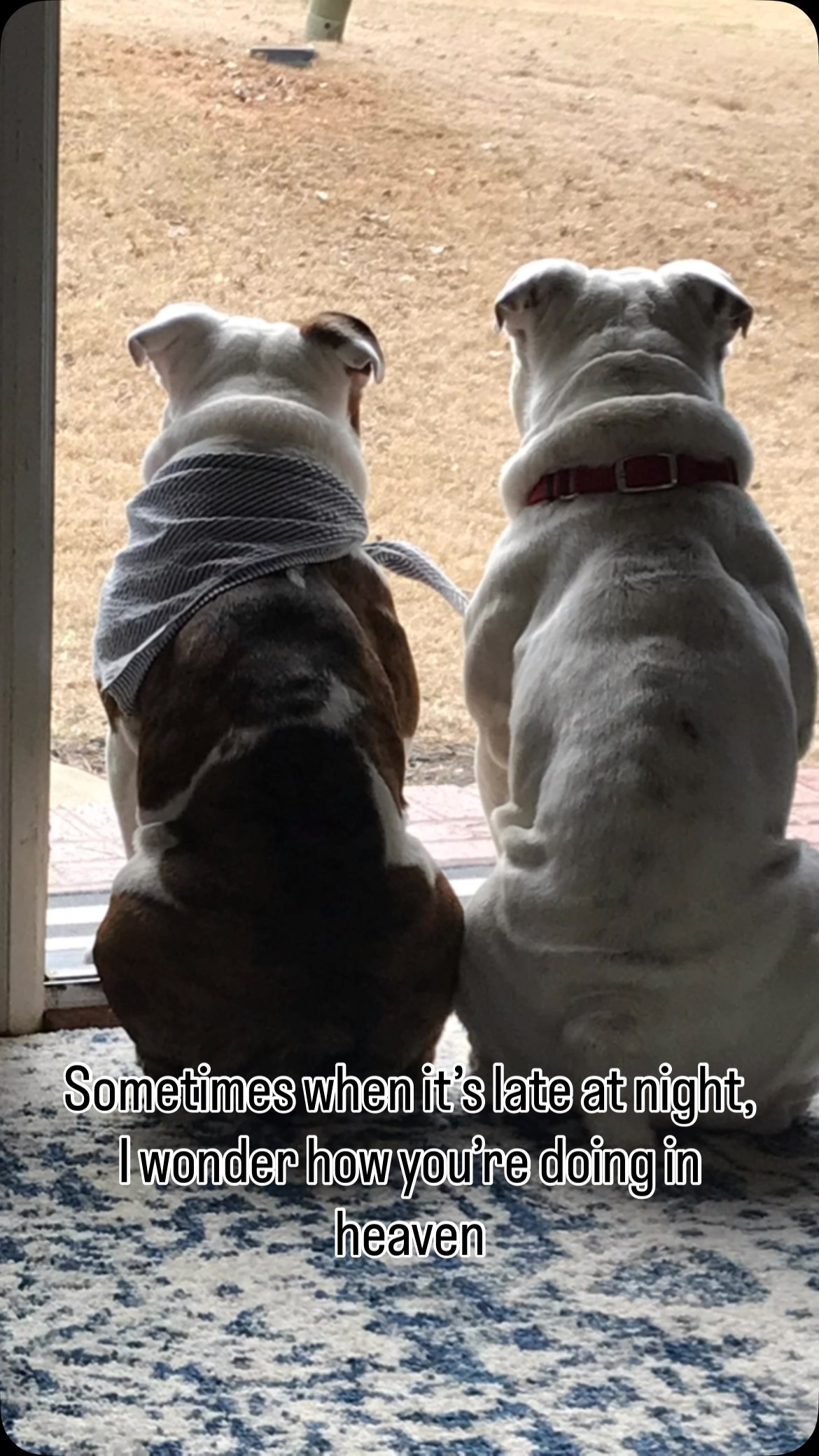 Some days, even 2 years later, I think of you both, and my heart shatters into a million pieces.
If you have been blessed with and lost a soul dog, you know exactly what I mean🐾🩵🌈
#dog #dogs #alldogsgotoheaven