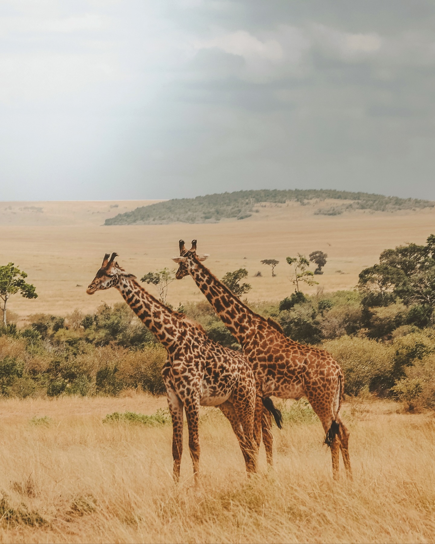 In Botswana, a safari is not defined by speed, but by stillness. Across the vastness of the Kalahari and the quiet expanse of the Okavango Delta, the landscape unfolds with a different rhythm—one that invites pause, observation, and a deeper connection to what surrounds you. Here, the experience is less about movement, and more about presence.
At Savute Elephant Lodge (@belmondsavuteelephantlodge), the experience turns more elemental, where open landscapes and wildlife encounters feel both raw and deeply immersive.
At Eagle Island Lodge (@belmondeagleislandlodge), set within the waterways of the Delta, the safari becomes fluid—shaped by channels, light, and shifting reflections.
Here, luxury is found in what is not interrupted: the silence, the distance, and the sense of witnessing something few truly experience.
#LeBoulevardierTravel
#ExploreTheWorld
#BoulevardierLife
#Botswana
#Safari