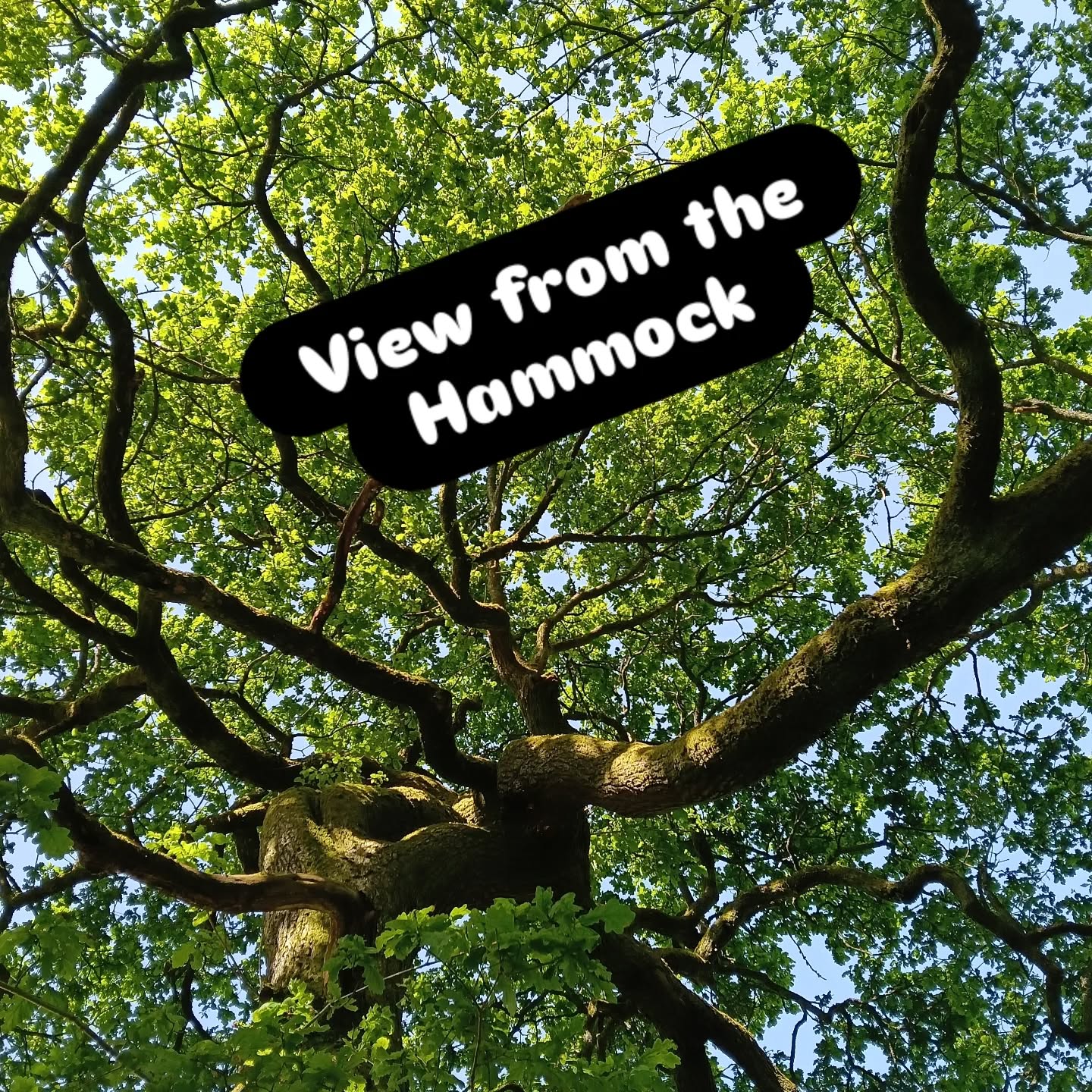 After a 6 hour drive back from Scotland this seemed like a good 💡 idea? #trees #tree_magic #hammocklife #hellohebdenbridge #hebdenbridge