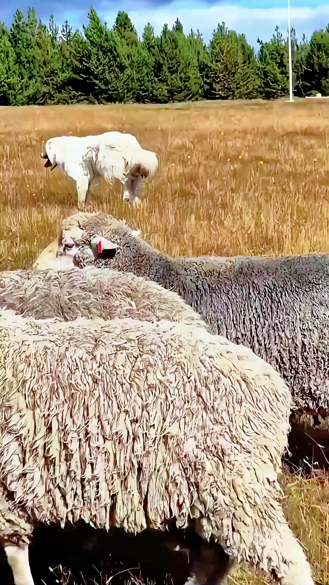 La presión sobre el suelo no depende solo de la cantidad de animales.
También influye cuánto tiempo permanecen en un mismo sector y bajo qué condiciones se encuentra el terreno. Cuando esa presión es constante, el suelo cambia su estructura y responde distinto frente al agua.
#GanaderiaHolistica #ManejoHolistico #AgriculturaRegenerativa #SaludDelSuelo #GanaderiaSustentable #PastoreoRotativo #SueloVivo
.
.
.
.
.
.
.
Pressure on the soil does not depend solely on the number of animals.
It is also influenced by how long they remain in one area and the condition of the land. When this pressure is constant, the soil’s structure changes, altering how it responds to water.
#HolisticManagement #RegenerativeAgriculture #RegenAg #SoilHealth #HolisticGrazing #RotationalGrazing #SoilRegeneration #SustainableLivestock
#CarbonFarming