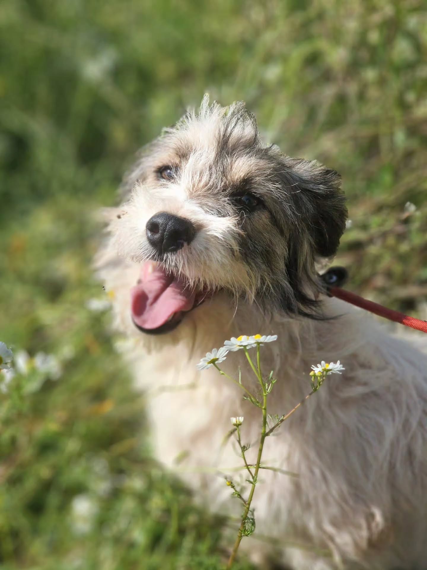 Can you believe Teddy hasn't been adopted yet?!
Teddy is a sensitive dog who really needs a loving home to help him feel safe.
Find out more about Teddy on our website: www.melezdogrescue.com/teddy