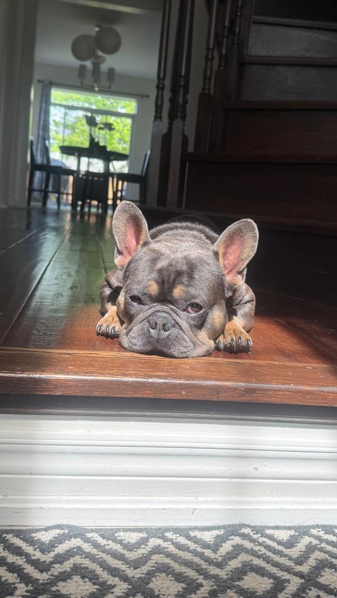 It’s been a stressful week over here. 😔🐾
We had just celebrated Frank’s 5th birthday and were saying how thankful we were to have such a happy, healthy dog… and then within days, everything changed.
Frank underwent major surgery after severe complications along with a couple of other health issues that came up unexpectedly. It’s been emotional, overwhelming, exhausting, and honestly scary at times.
The house did not feel the same without him. The kids missed him so much. 🥺
But tonight, our boy is finally back home and on the road to recovery. 🙏🏼
Seeing him walk back through those doors reminded us just how much a dog becomes part of your family, your routines, your comfort, your everyday life.
Please keep our little Frank in your prayers as he heals over the next little while. ❤️
