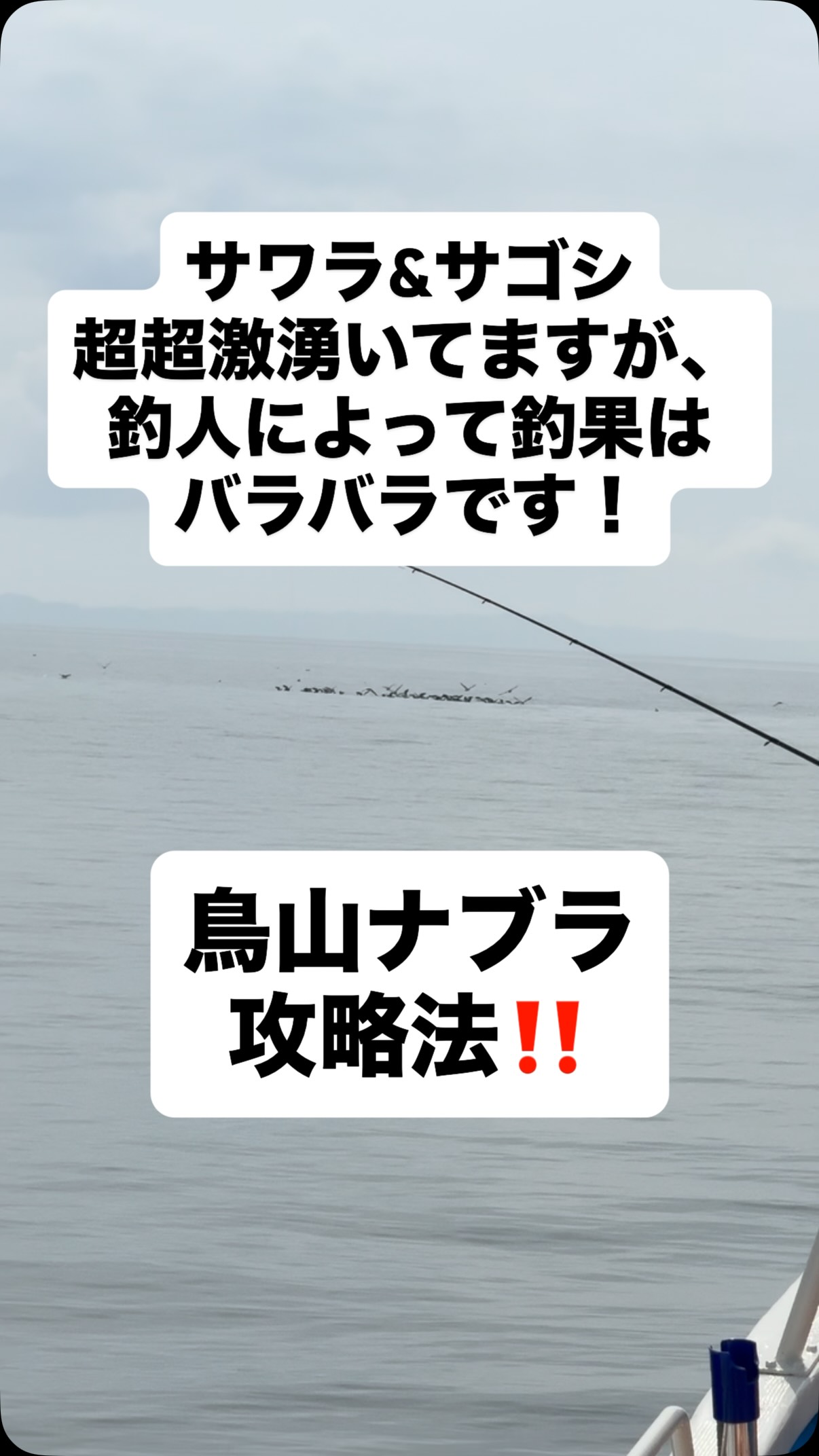 最近サゴシメインで湧きまくってます‼️
ですが、釣果は釣り人によって明暗分かれます!
船の後ろからでも釣る人はボコボコ釣ります!
鳥山ナブラの大切なポイントを公開します!
【タックル、リーダー】
・リール1回転1m巻けるモデル必須
・リーダーはノット部がトップガイド入らないように
短く60センチで十分、ナイロン推奨
・フックは圧倒的に手返し良いバーブレス
【ルアー】
・ジャーキング系のモデルはダメ🙅
・オススメはサゴシチューン28g
・カラーはフラッシング強いシルバーキラキラ系
【キャスティング】
必ず練習必須!
陸地で出来ない事は揺れる船上では出来ません!
安定した飛距離、精度のキャスティングが堤防で出来ないと
船上では成立しませんし、さらに周りのお客様に危険です⚠️
サワキャス初めての方は船の後ろにて、まずは経験を!
【ヒット率向上ポイント】
鳥山を前にしたら興奮します!
一息吸って心落ち着かせて投げてください!
船が到着する前に鳥山観察して、密度の高い場所を見つけておいてください!移動方向も考慮して1m以内にキャスト!
この1m以内に投げ込めるか!?どうか!?が超重要です!
この時点では船はまだゆっくり前進しています!
超超早巻きしないとルアー動きませんし!
他のお客様と絡まります!
必ず超ハイギアリール使ってください!
飛んでる鳥にラインが絡まないように竿を下げ、超超早まき!
この時に竿を持ち替えなくていいように、右投げの方は左手でハンドル巻きましょう!左手で巻くのは慣れれば簡単です!
これだけです!
キャスト精度と飛距離さえあれば今は簡単に釣れます!
#伊勢湾サワラキャスティング
#遊漁船ジラフ
#サワラキャスティング
#伊勢湾マゴチ