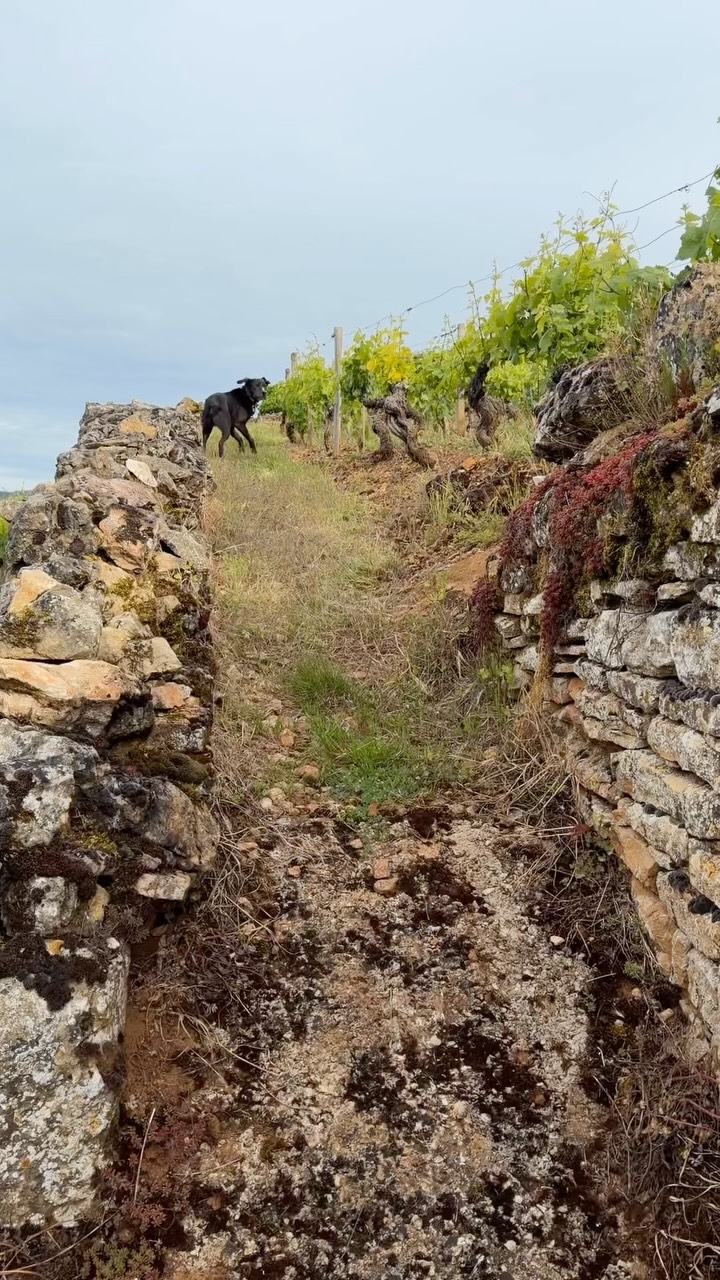 Entre les belles pierres de Bourgogne, le soleil estival et les vignes qui grandissent rapidement… 🍇☀️
Quelques instants du quotidien au Domaine Michel Arcelain, au cœur de notre Pommard 1er Cru “Les Charmots”.
Pendant que le travail avance dans les rangs, Syrius veille toujours sur les vignes 🐾🍷
Et cette vue sur le village de Pommard… on ne s’en lasse jamais ❤️📸
#bourgogne
#pommard1ercru
#bourgognewines