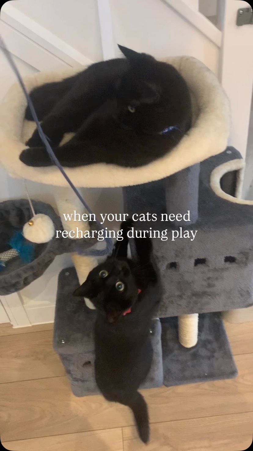 When your cats need recharging during play π
#catsofinstagram #catscatscats