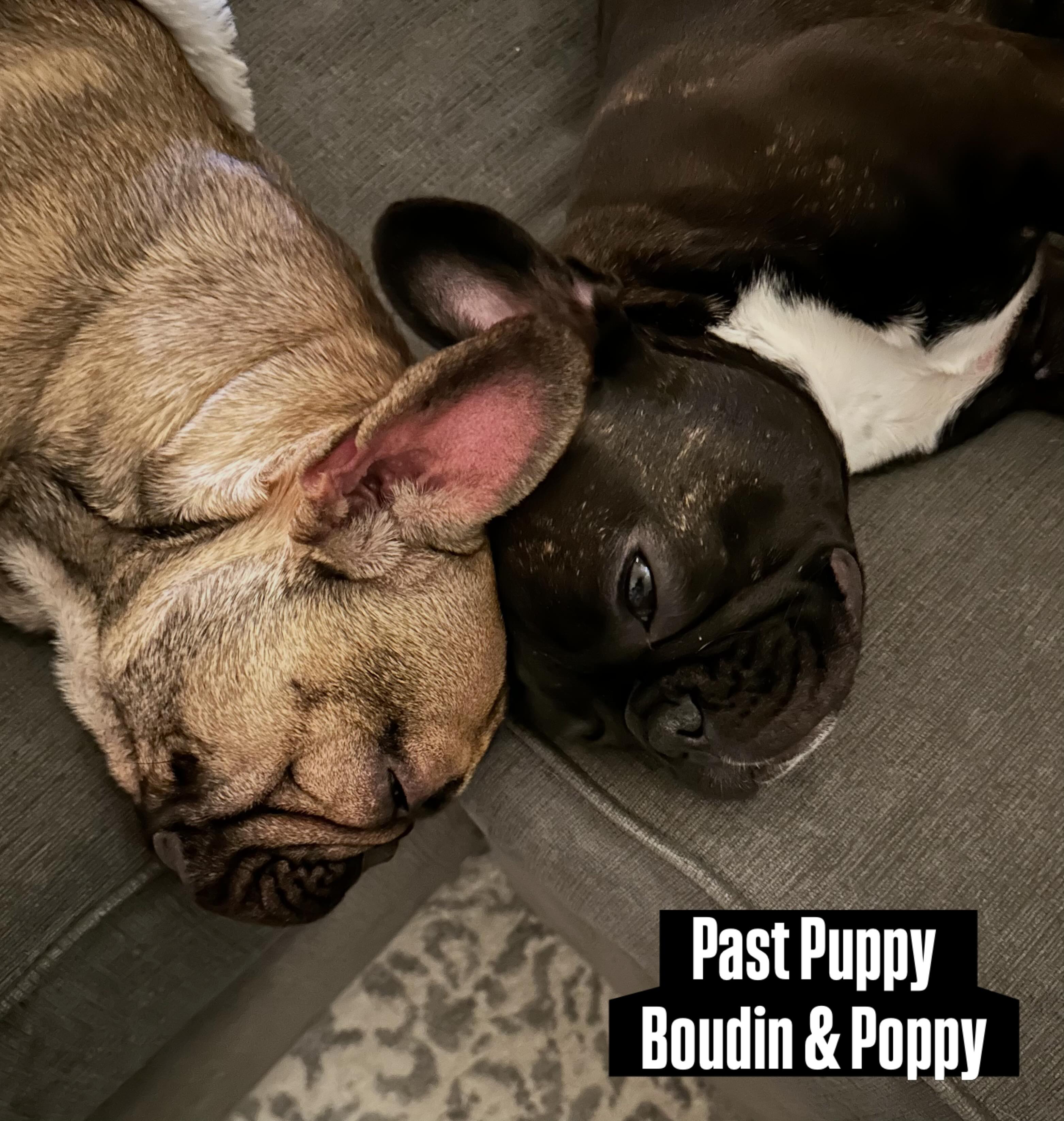 🐾 “Don’t French Bulldogs have a lot of health problems?”
We hear this question ALL the time — and the honest answer is:
Not when they are responsibly and intentionally bred ❤️
Not all Frenchies are created equal.
At Waters Edge, we focus heavily on:
✔ Health-tested lines
✔ Temperament
✔ Intentional pairings
✔ Structure & soundness
✔ Raising puppies in-home with early socialization and care
A well-bred French Bulldog should be happy, healthy, loved, and able to enjoy life with their family.
Responsible breeding matters — and it truly makes a difference.
👇 What’s something you wish more people understood about French Bulldogs?