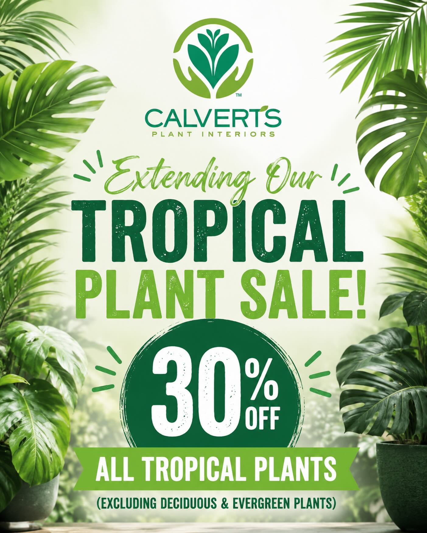 The tropical vibes aren’t going anywhere 🌴✨
We’re extending our tropical plant sale — now take 30% OFF all tropical plants! (excluding deciduous & evergreen plants)
Now’s the perfect time to refresh your home, patio, office, or outdoor space with lush greenery and statement plants from Calvert’s 🌿 Stop by and shop the greenhouse while the sale lasts!
#calvertsplantinteriors