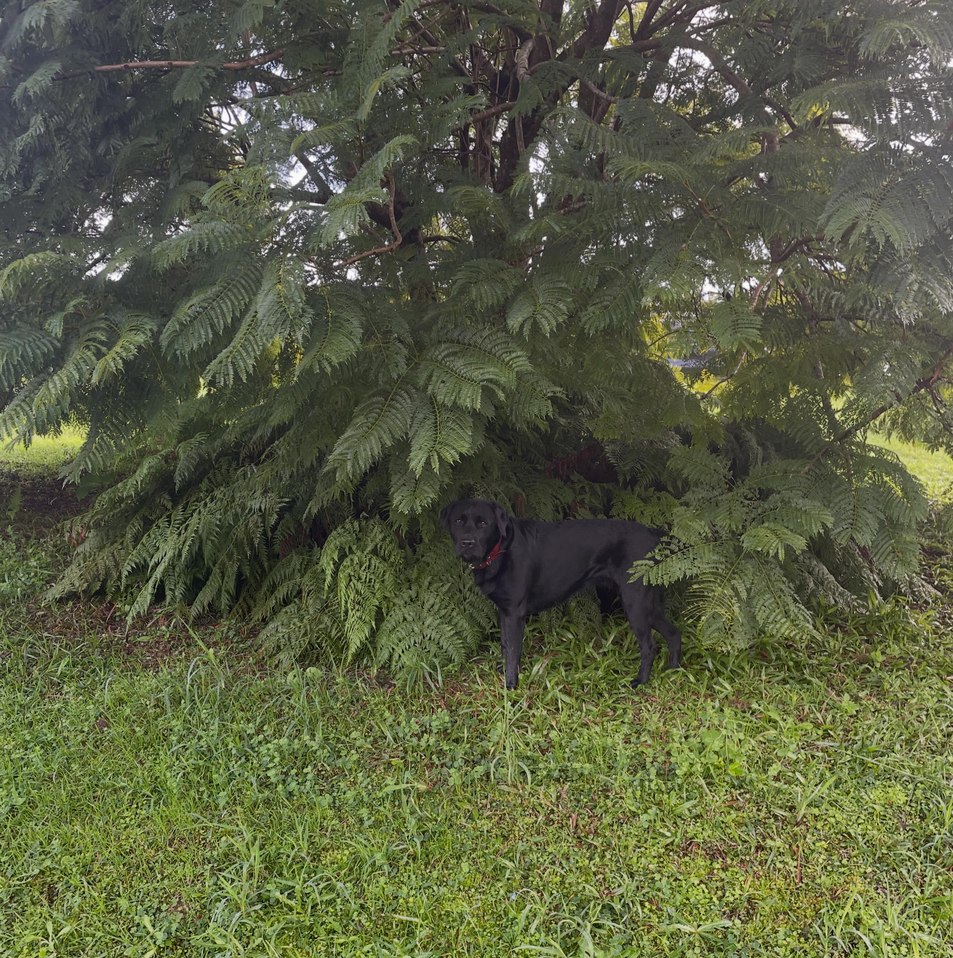 Who’s that lurking in the bushes???!!!! ❤️❤️❤️