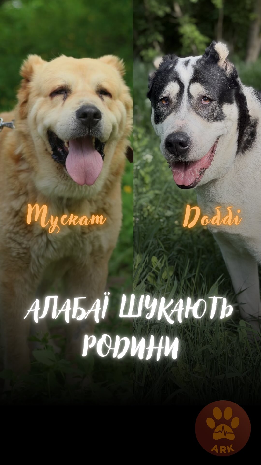 Шукаємо сімʼї для двох врятованих алабаїв – Муската та Доббі! (⬇️ENG)
Мускат – це собака, який підійде навіть тим, хто не мав досвіду з цією породою. Бо за характером він просто, як великий кіт, як кажуть наші працівники.
Його врятували військові на лінії зіткнення, коли йшли з позиції.
Він був виснажений, знесилений. Бійці його відгодовували та попросили нашої допомоги в лікуванні
Зараз він уже повністю здоровий і дуже чекає на свою родину
Це найдобріше створіння. Як кажуть наші працівники, кіт в обличчі собаки :) Дуже слухняний, спокійний, лагідний.
Доббі - це дівчинка, яка сама обирає свого господаря. Вона пережила втрату рідної людини, тому потребує часу на встановлення довіри.
Вона дуже ніжна з тими, кому довіряє, намагається бути поряд, слухається.
А ще вона дуже любить гратися.
Потребує господаря, який знає та любить цю породу.
Алабаї Мускат і Доббі дуже чекають на своїх люблячих господарів!
Контактний номер для всиновлення:
+380990416703 (WhatsApp / Viber / Telegram)
Зробити донат можна за посиланням у біо чи в коментарях 👉
We are looking for families for two rescued Alabais — Muskat and Dobby!
Muskat is the kind of dog who would be perfect even for people without experience with this breed. Personality-wise, he is basically just a giant cat, as our team says.
He was rescued by soldiers on the frontline when they were leaving their position.