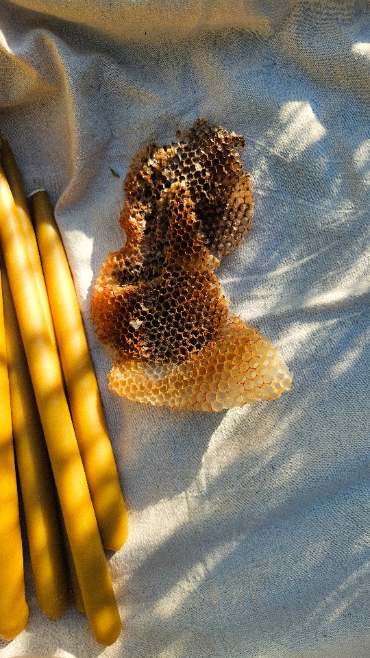 Why I’ll always choose beeswax candles over paraffin ones 🐝
— Beeswax is a natural material made by bees. Paraffin is a byproduct of petroleum.
— Beeswax candles naturally help purify the air by releasing negative ions that bind to dust, allergens and toxins. Ideal for people with asthma, allergies or hay fever.
— They naturally smell soft and honey-like without added fragrance.
— Beeswax burns slower, so candles usually last much longer.
— The flame gives off a warm golden light that feels softer and more natural.
— Beeswax candles are biodegradable.