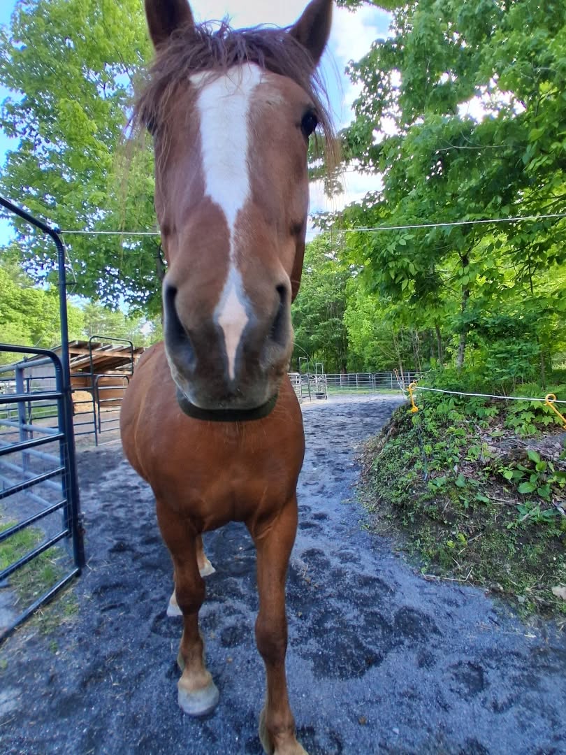 Fresh stone dust = happy horses & happy feet. 😊
#paddock #mudfree #horses #maine #mudseason