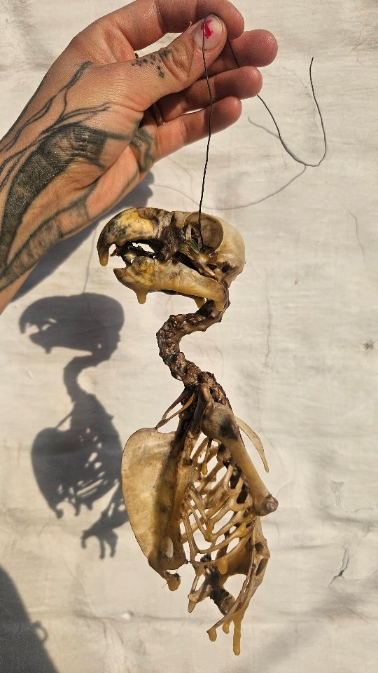 Thought my beeswax melter would only see candles.. not skeletons π€·πΌββοΈ
Here's to having a taxidermy boyfriend!