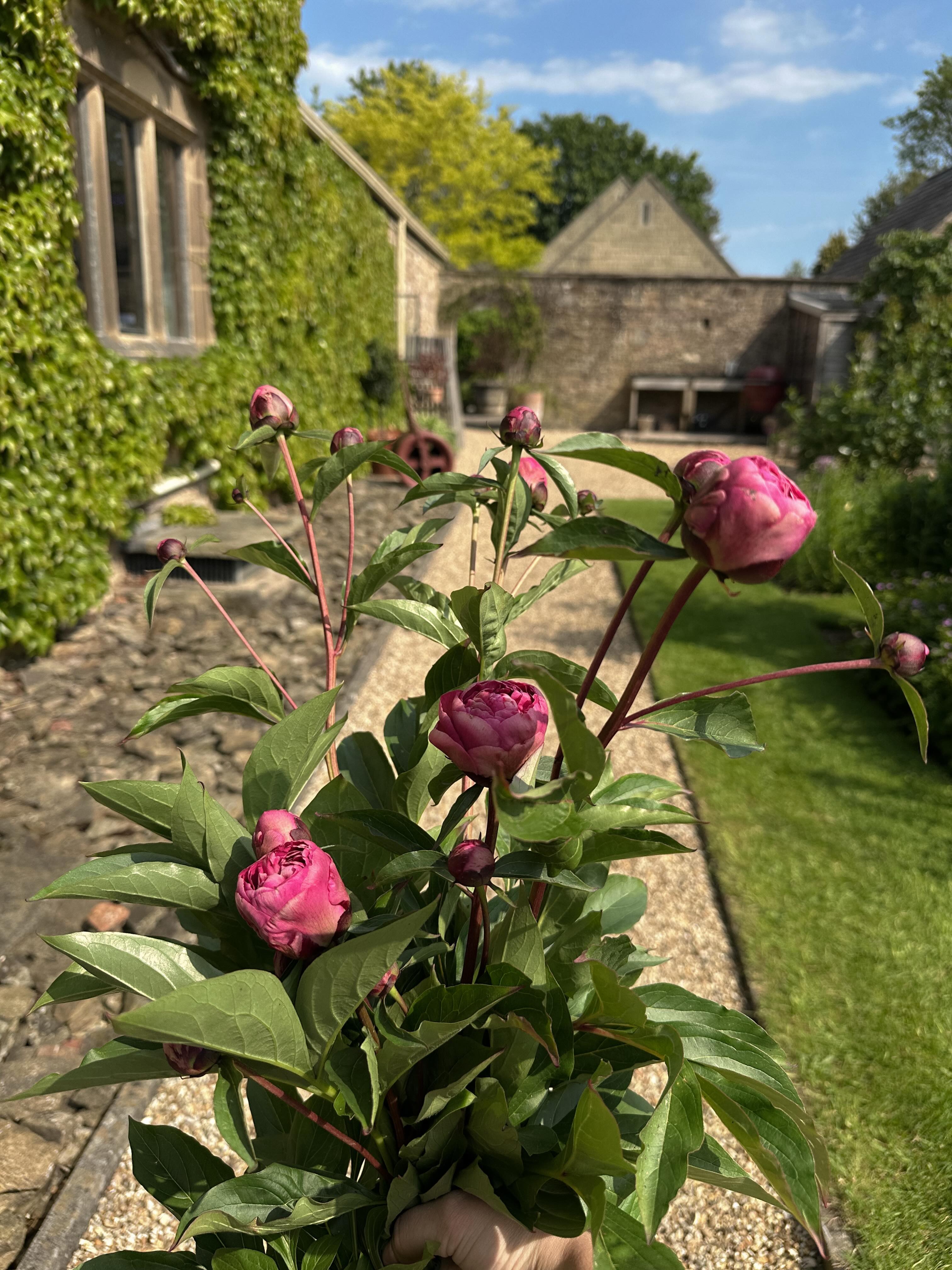 Every Wednesday morning, we visit @fischersbaslow to refresh the floral display on the entrance hallway table 🌿✨
At this time of year, when the gardens are bursting into life, it’s such a joy to incorporate seasonal cuttings into the arrangements wherever possible. Guests often ask, “Are any of the flowers from the garden?” — and the answer is very often yes. Whether it’s flowers, foliage or delicate textures gathered from the grounds, we always try to bring a little of the outside in.
Alongside the garden cuttings, we love working with other seasonal and locally grown flowers and foliage too, creating arrangements full of natural movement, texture and interest.
This week’s arrangement featured beautiful pink peonies, delicate orange geums and rich damson-toned physocarpus foliage with tiny flowers that perfectly complemented the softer tones of the larkspur, spray roses, astrantia and carnations already within the design. We finished the arrangement with grasses and rosemary, adding movement, lightness and a soft garden fragrance throughout the space.
There’s something so special about creating arrangements that truly reflect the season and the landscape around us 💐