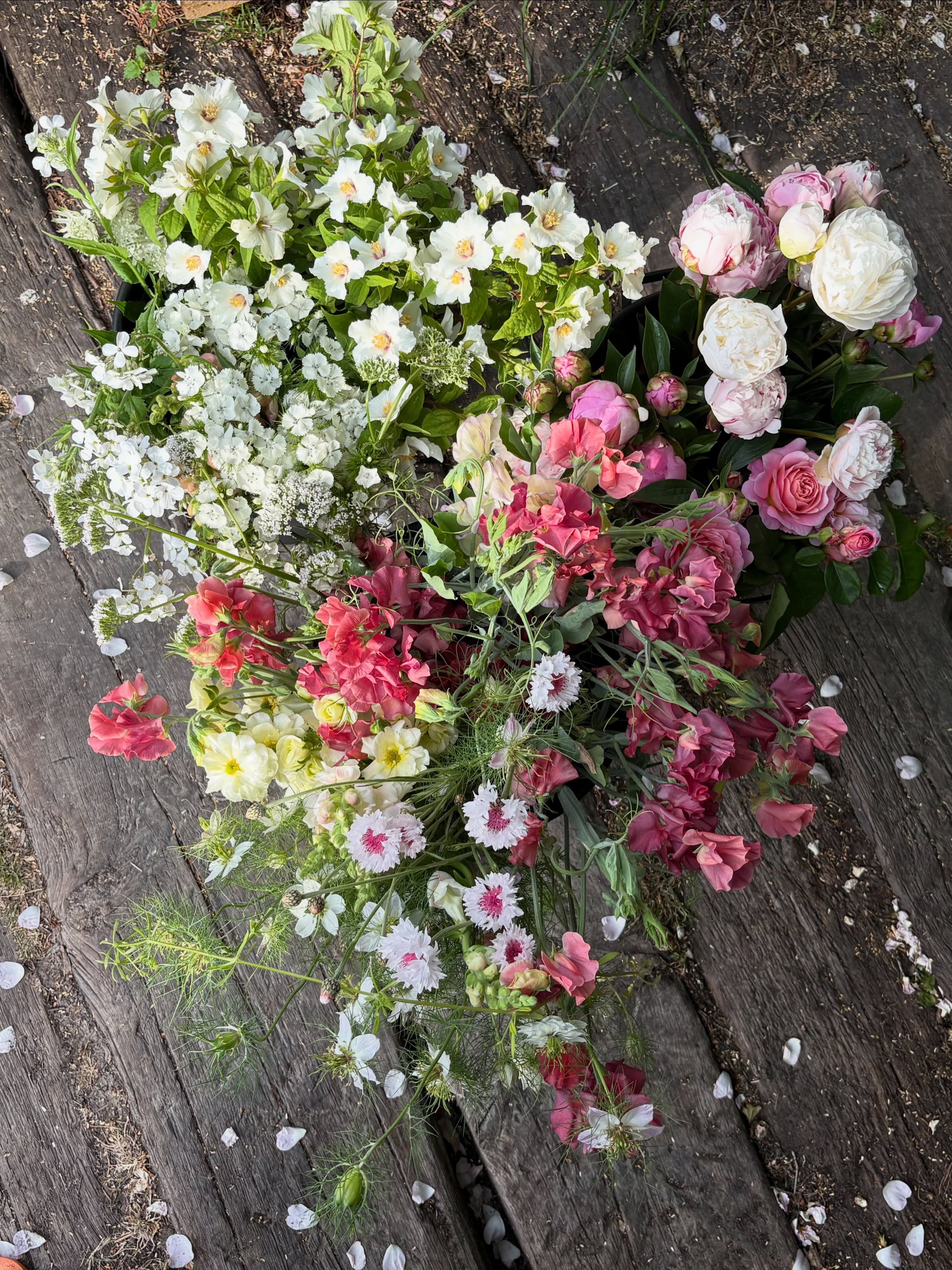Some beauties picked for today’s event flowers 🌸 peonies, roses, sweet peas, philadelphus, snapdragons, nigella, astrantia, sweet Williams, sweet rocket, butterfly ranunculus and cornflowers 💕
#flowerfarm #somersetflorist #somersetweddingflorist #summerflowers #partyflowers