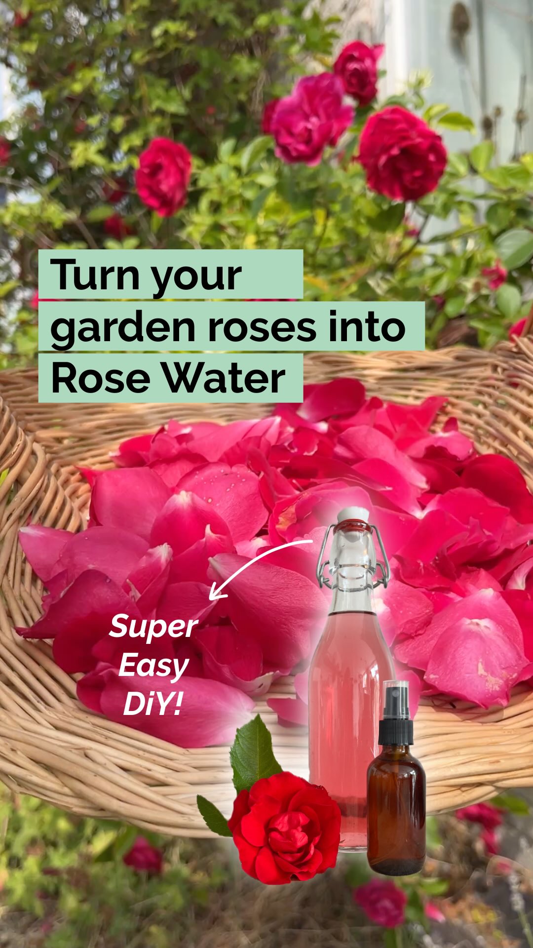 🚫 Stop buying rose water. Making your own pure, potent rose water is super easy.
🌹Use your garden roses, (don’t use florist roses please, they are full of pesticides) for your own all-natural rose water. Kust rosrs and distilled water. That's it!
👉Here’s 5 ideas how to use your own rose water for your skin, hair, and self-care :
1. Facial toner – Hydrates, balances pH, minimizes pores
2. Hair mist – Adds shine & soothes itchy scalp
3. Soothing eye compress – Soak cotton pads in chilled rose water & place over tired eyes
4. Refreshing body mist – Hydrate on hot days or after a workout
5. After-sun spray – cools and calms skin
Rosewater is so soft, it can be used for all skin types, including sensitive and acne-prone skin. It can help to restore the pH balance of your skin after using harsh cleansers.
Save this DIY if you want to come back to it.
And don’t forget to follow @helloherbal.world for tips how to live life naturally 💚
#RoseWaterDIY #NaturalSkincare #Bodymist #Haircare #rosewater