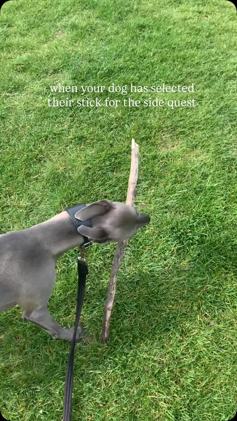 Nothing can move past this point until the stick is involved β¨
#dogsofinsta #doggo