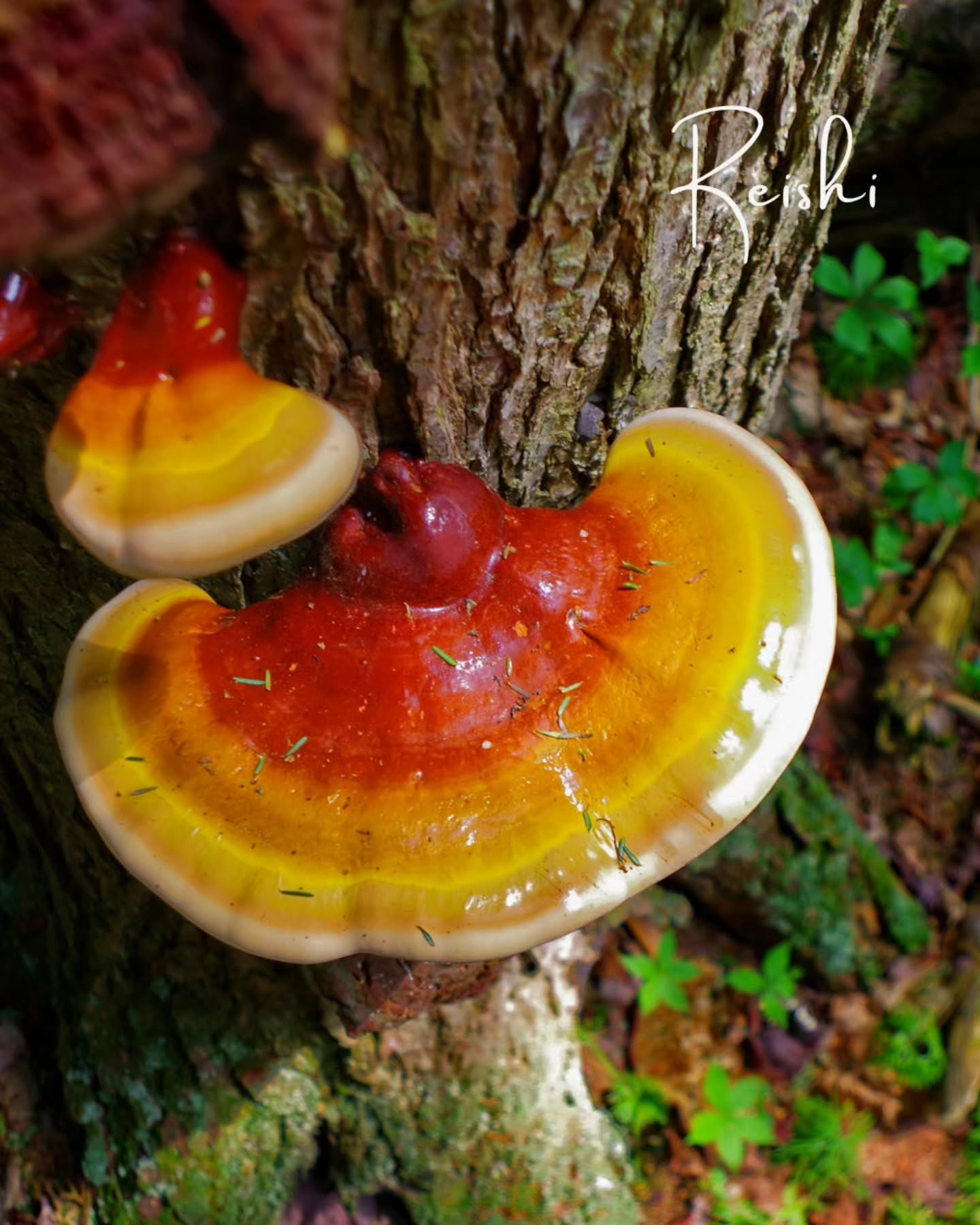 The mushroom prescribed for the breath for thousands of years.
In Traditional Chinese Medicine, Reishi
— Língzhī (靈芝)
— is called the mushroom of immortality. But its most specific use was always the lungs, the heart and the nervous system.
In TCM, Reishi calms the Shen — the spirit and mind — and nourishes the Qi of the lungs and heart. When the Shen is disturbed, the breath becomes shallow and tight.
Modern research is now confirming why:
→ Its triterpenes and beta-glucans demonstrate anti-inflammatory and immune-modulating effects
→ It supports reduction of cortisol — keeping the nervous system out of fight-or-flight
→ It shows promise for respiratory function in chronic lung conditions
→ As an adaptogen, it helps the body regulate its own stress response over time
It calms the nervous system so the breath can deepen. When the breath deepens, everything shifts.
When plant medicine, conscious breath & movement work together, we are supporting the body from the inside and the outside simultaneously
— creating the conditions for genuine, lasting restoration.
🔗 breathewithdea.com.au — link in bio