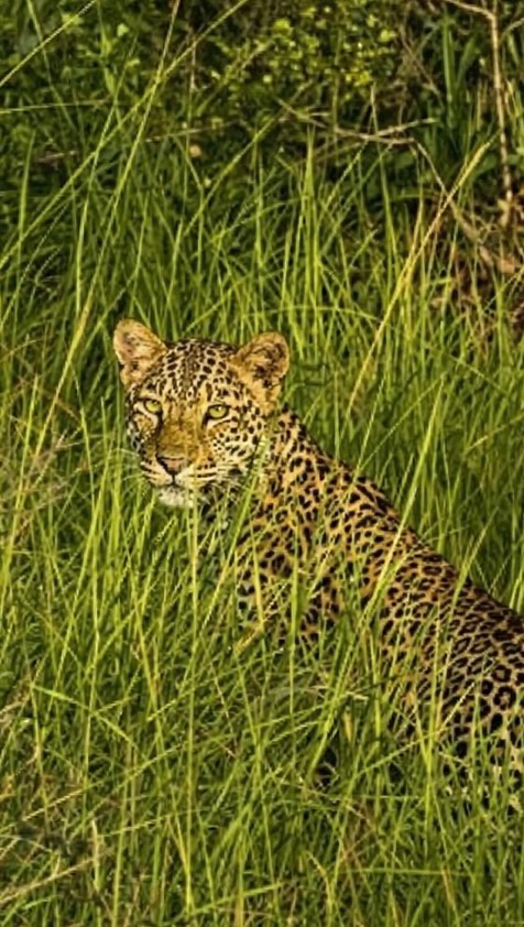Yesterday the safari hadn’t even begun yet when Richard one of our guests spotted this leopard in a nearby tree.
The leopard spotted the truck and swiftly jumped down to the bush for camouflage, staying nearby the tree to protect his kill which you can see at the start is hanging in the tree nearby.
From the horns we would guess an Adult Nyala but there wasn’t much left to identify.
Did you know Leopards take their Kills into trees to protect them from ground based predators such as Hyenas or Lions? Leopards possess specialised shoulder muscles with flexible collar bones allowing them to carry prey weight up to 100kg vertically sometimes double their own body weight!
What an exceptional game sighting 🙌
#africanmotoadventures #uganda #leopard #murchisonfallsnationalpark