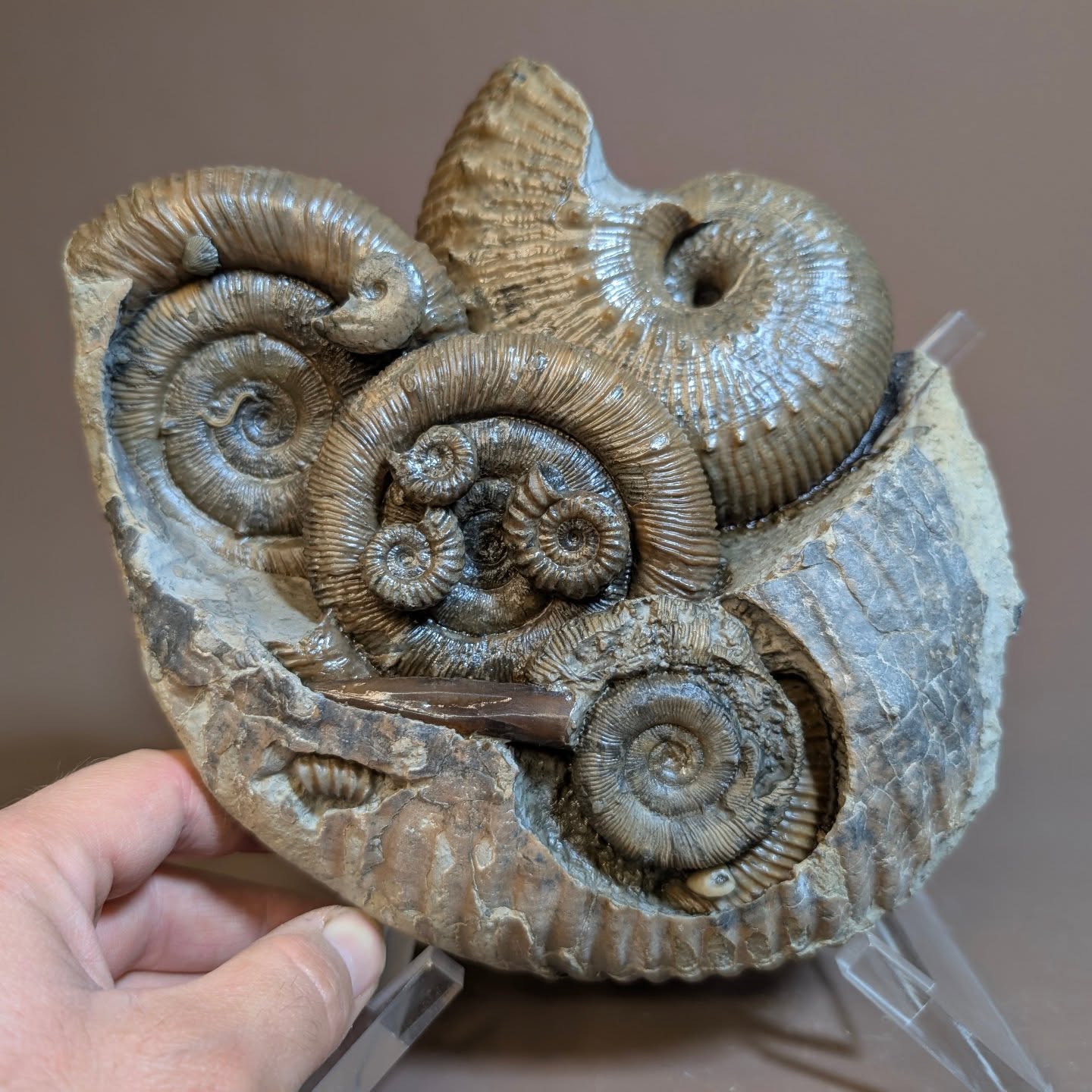 Prepared for a customer. A rare association of Pro Dactylioceras, Becheiceras, Oistoceras and Tragophyloceras ammonites preserved within the body chamber of a larger Ammonite. This one is from the Redband nodules at Charmouth beach, Stonebarrow.
#fossils #ancienthistory #museum #jurassic #paleontology