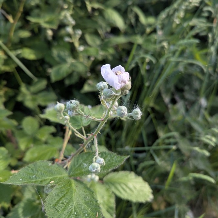 No June gap for us in Norfolk!
The Blackberry bushes are starting to come into flower.
#beekeeping #blackberries #forage #blackberryhoney #blackberrypollen