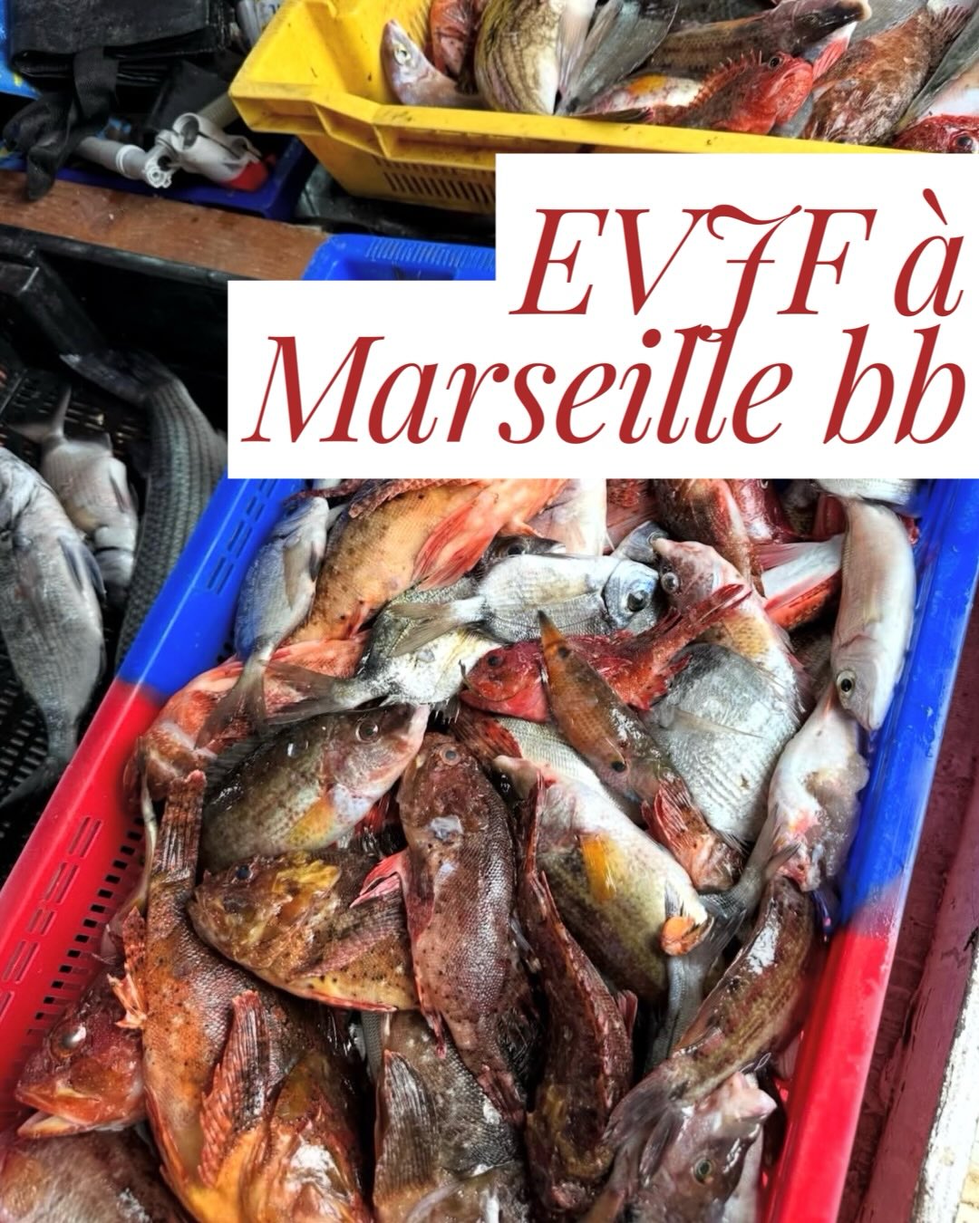 Nouvel article sur le site, je vous parle de l’evjf de Cécile à Marseille qu’on a hâte de marier avec Arthur en juillet prochain à Angers !
#evjfamarseille #weddingplanner #bridetobe2026