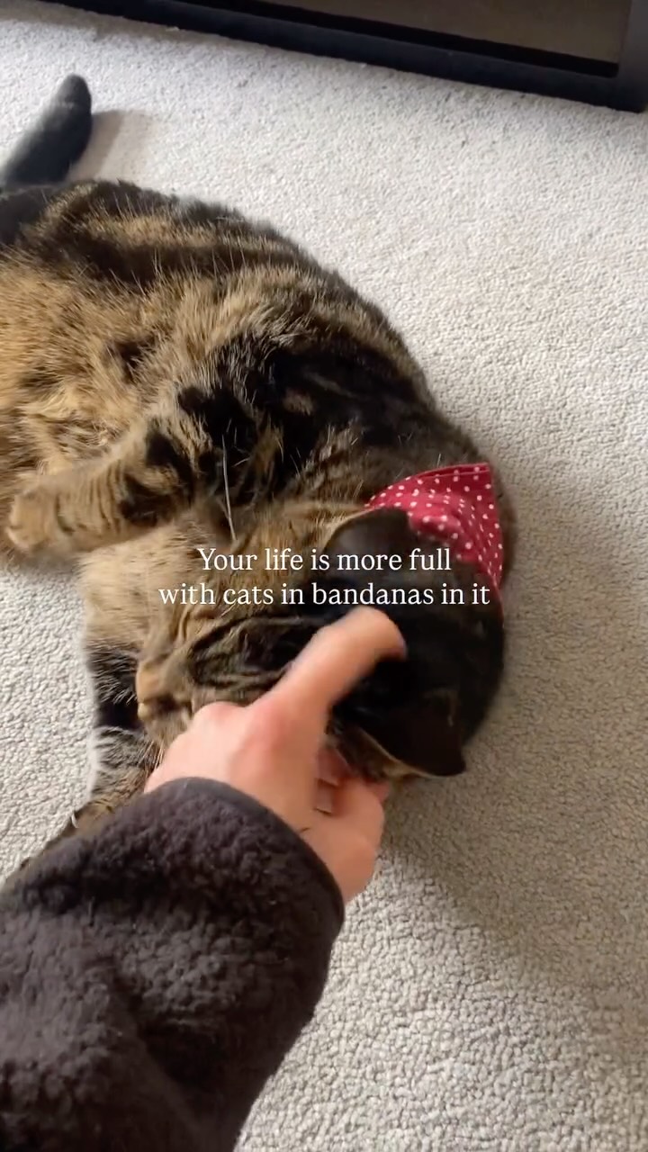 Our precious lil baby β¨
#catsofinstagram #catscatscats
