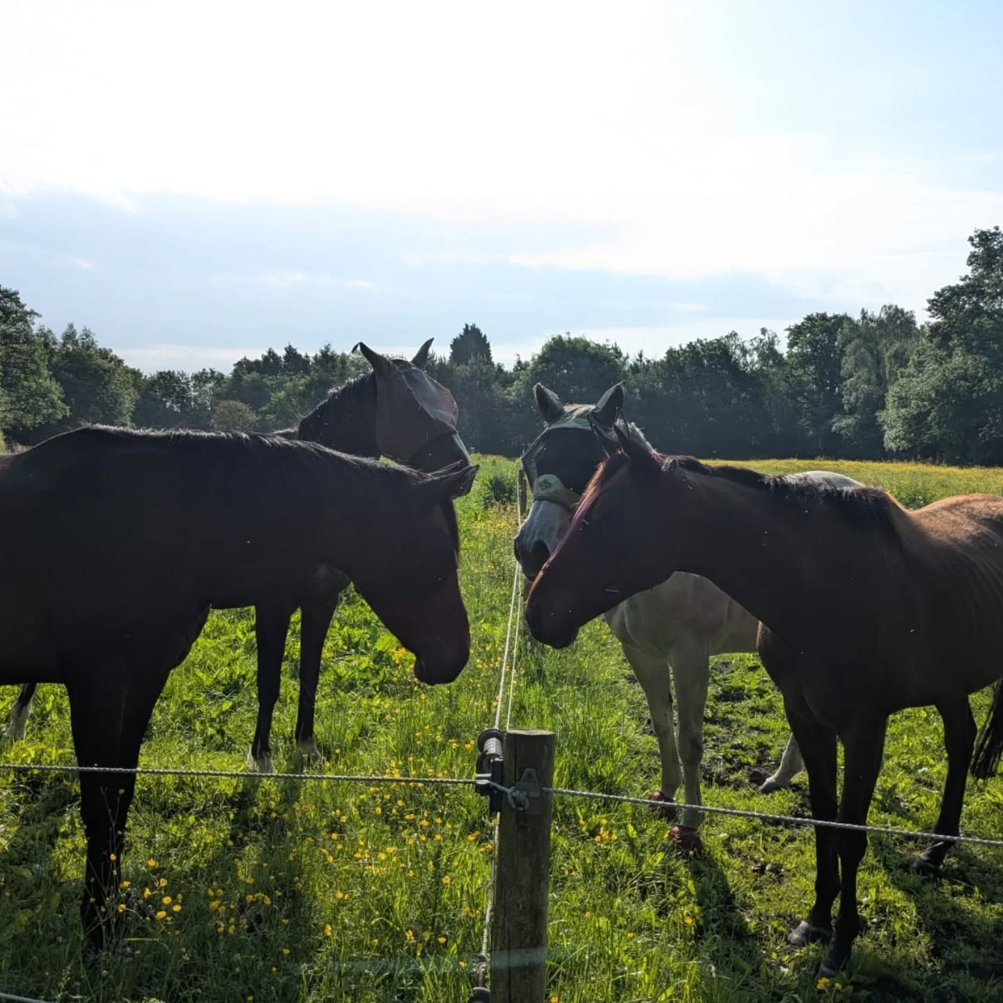 Morning therapy in equine form! There's no better way to start the day 🐴☀️ ready for another scorcher 🥵
.
.
.
#horses #horsecare #thoroughbreds #horseworld #nantwich