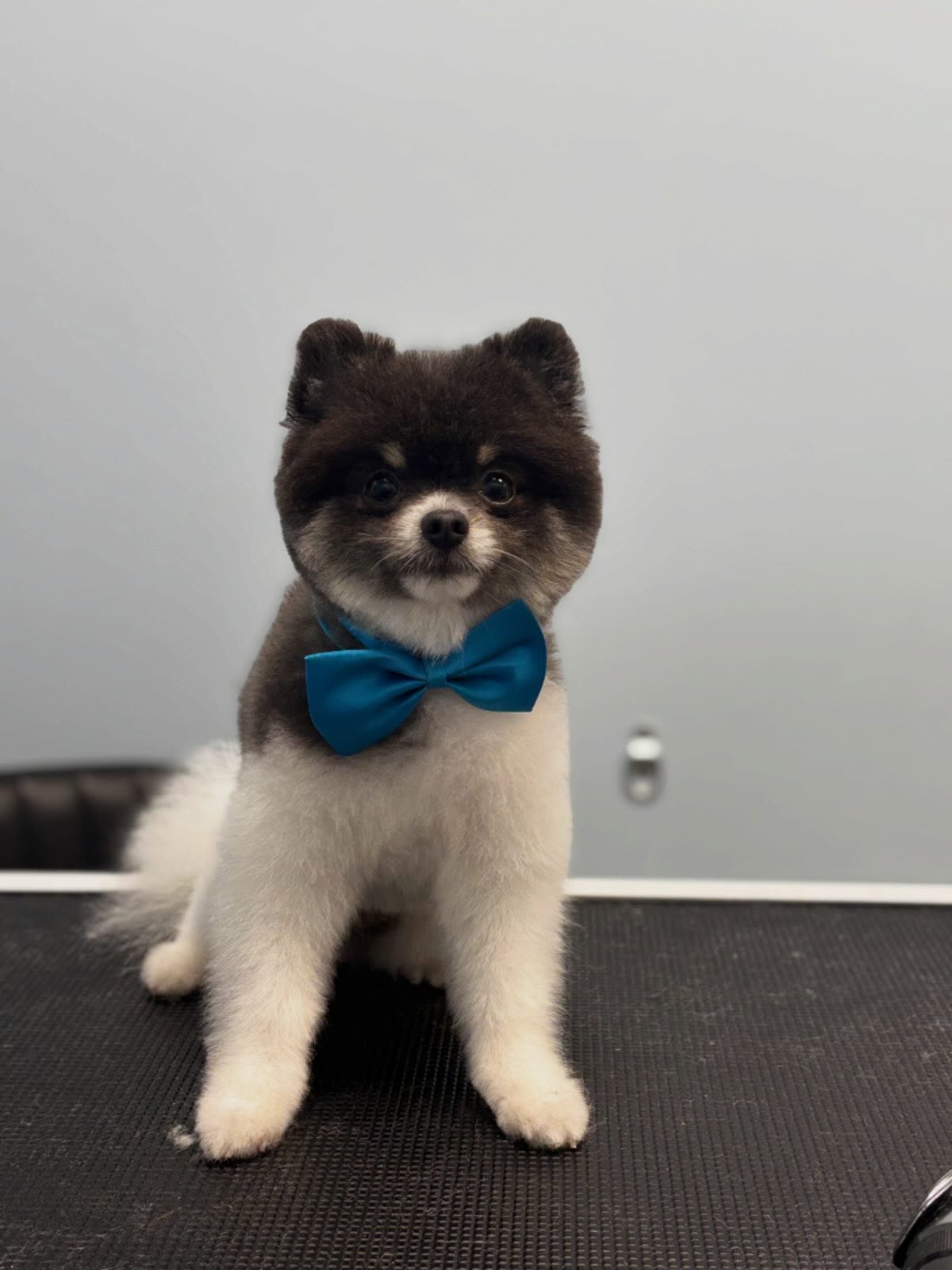 Ramsay π₯°
#pomeranian #dogsofinstagram #doggroomer #teddybear #adorable