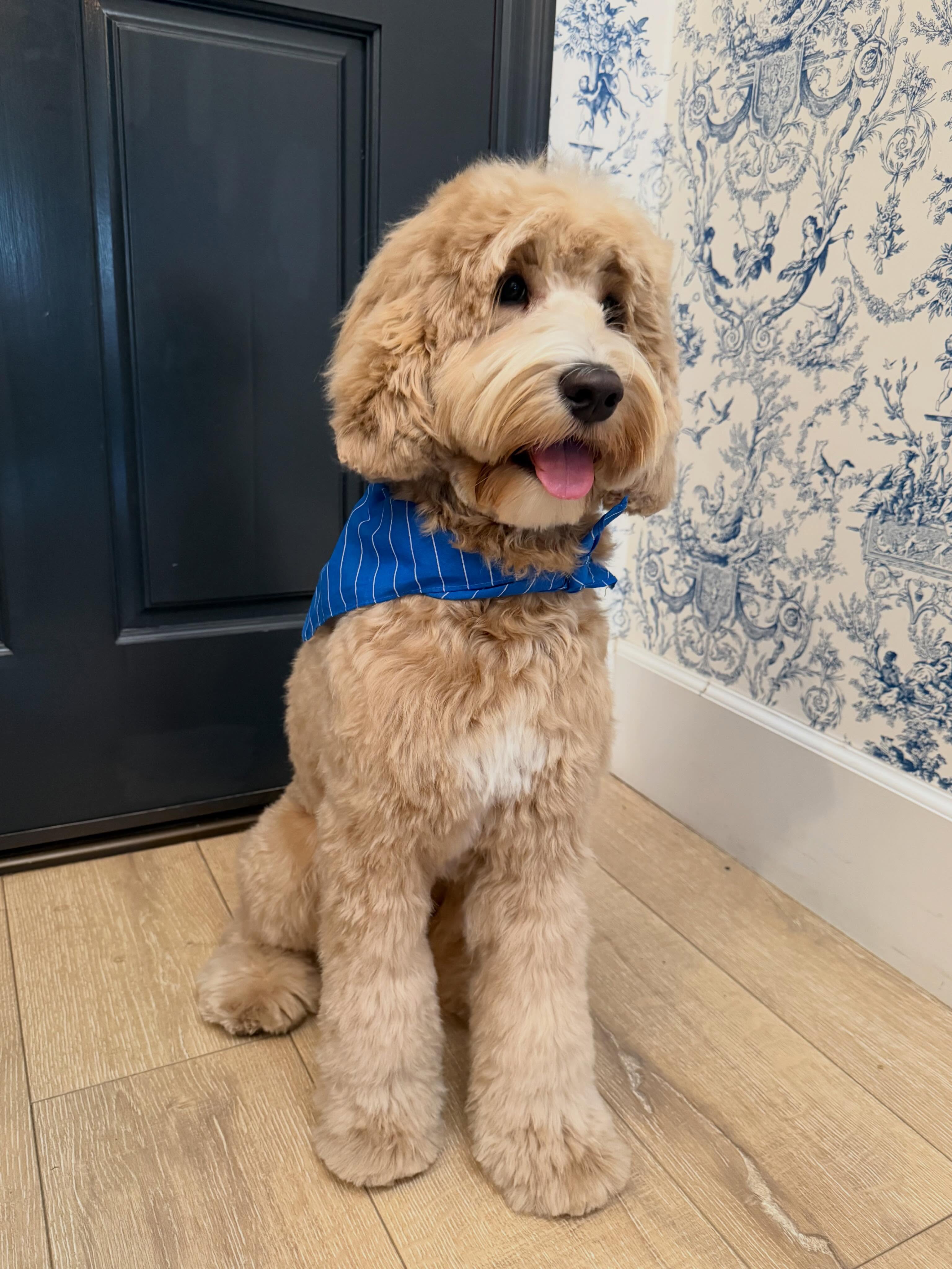 Introducing Zoe, our newest mama at Sundance labradoodles! We canโt wait for Zoe to see what Zoe produces. We are crossing our fingers that her babies are exactly like her!