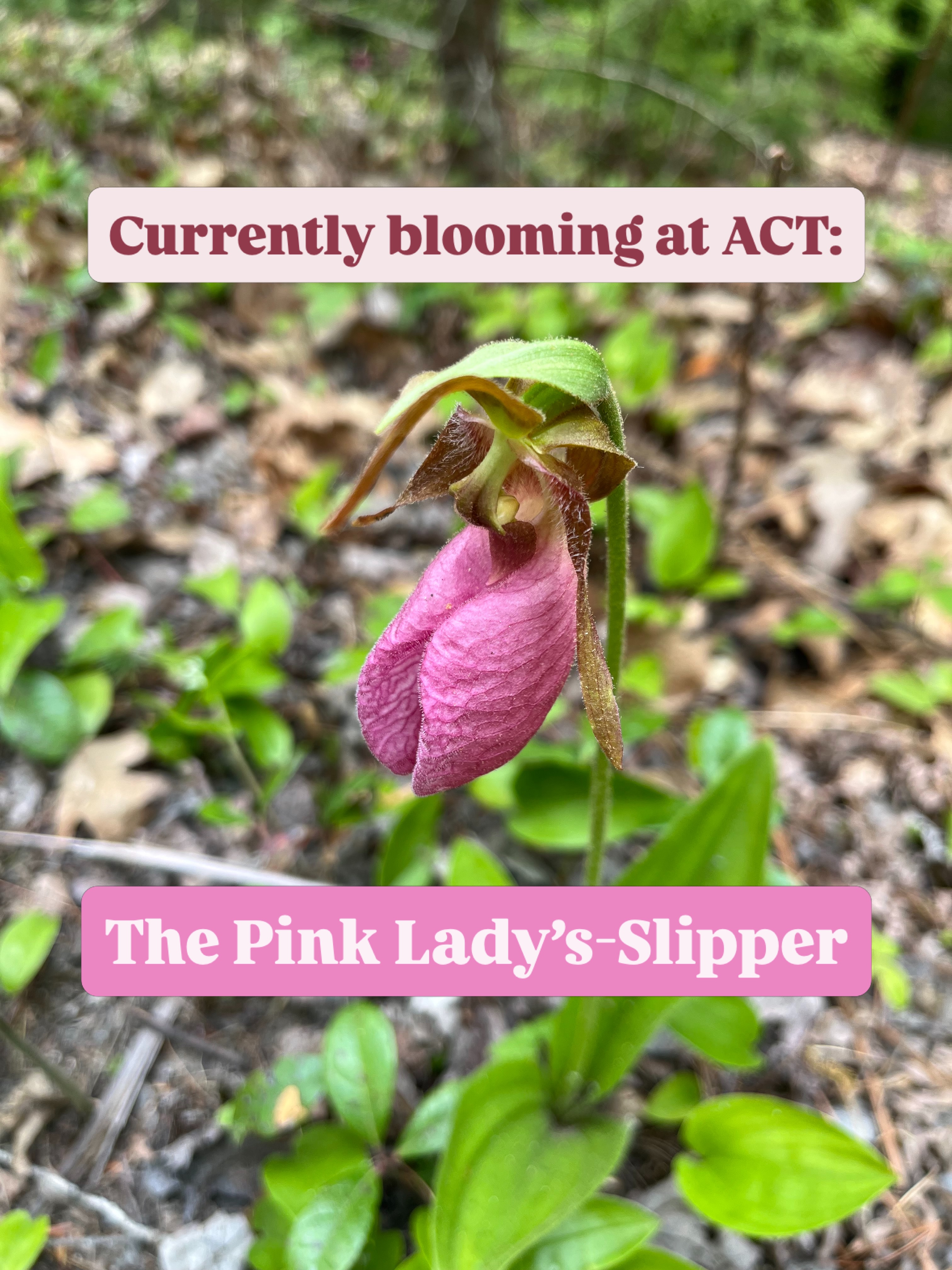 Keep an eye out for the pink lady’s-slipper!! 🩰
#maine #ladysslipperorchid #maineconservation