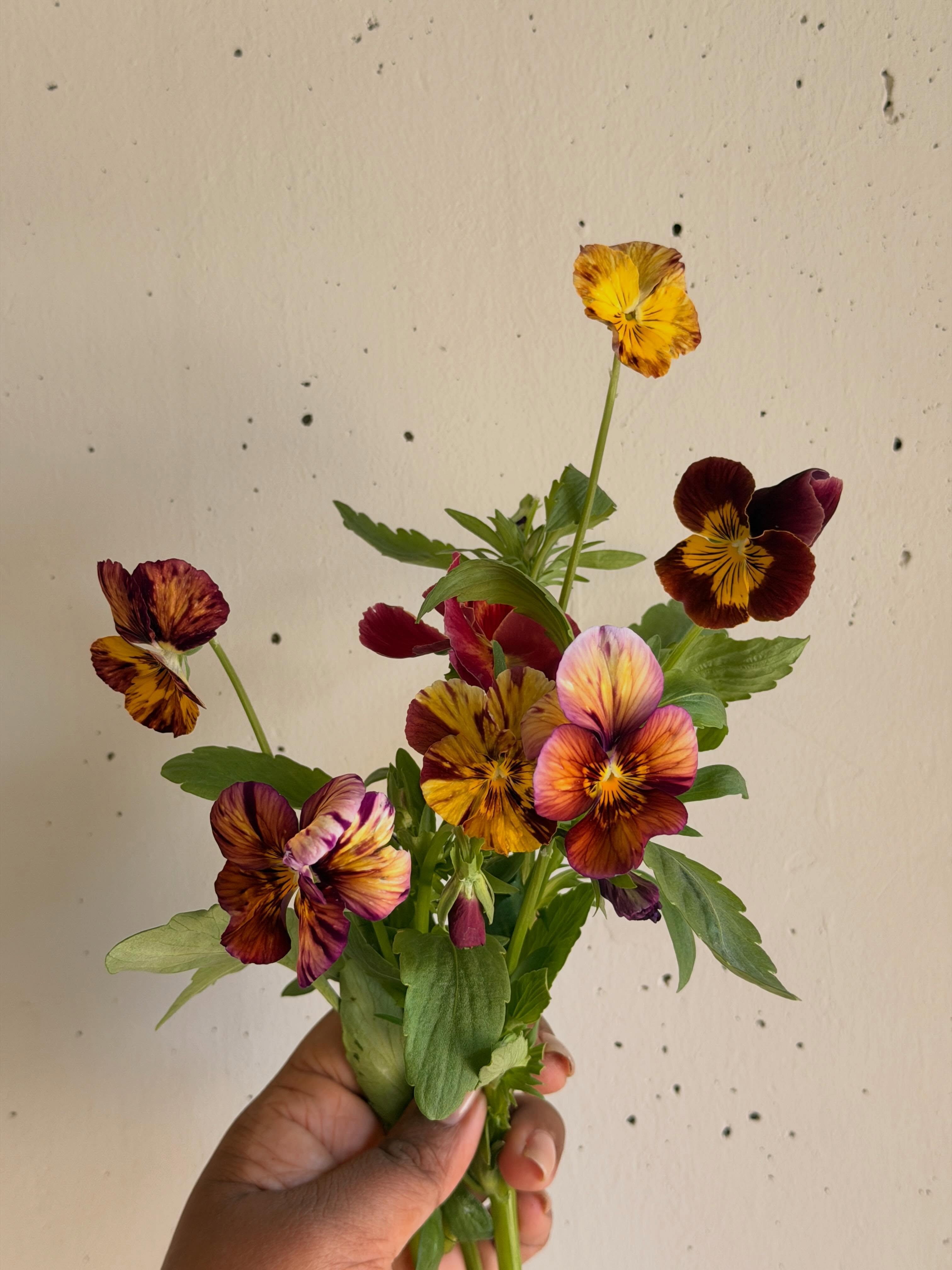 First @thelocalflowercollective haul of the season.
A small one, but a pretty one — and somehow that makes it feel even sweeter!