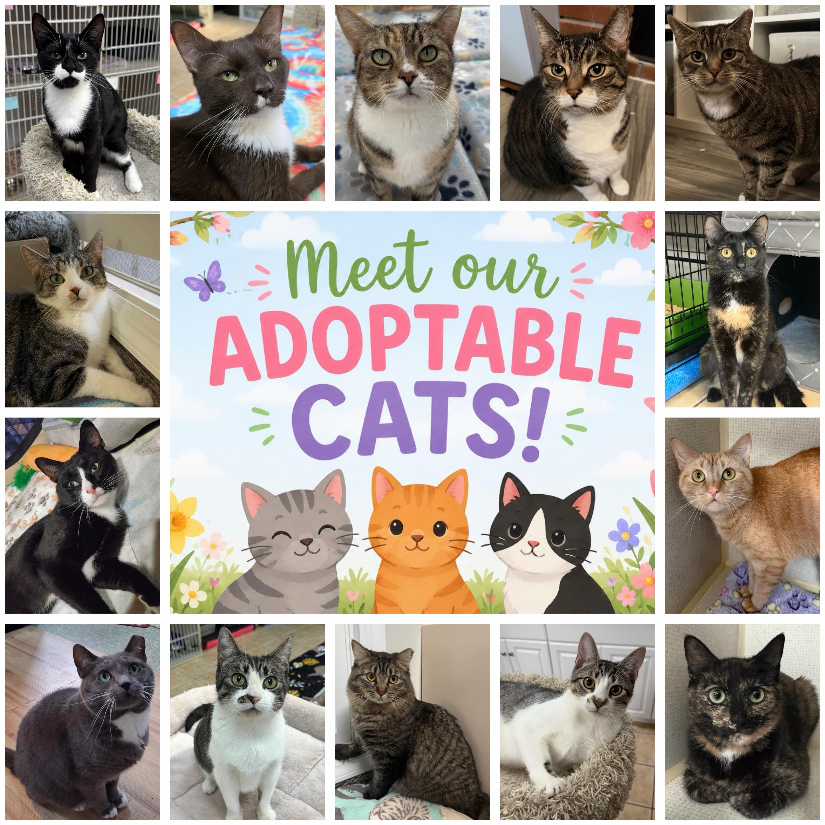 We have so many amazing kitties right now waiting for their forever homes. Whether you’re looking for an adventurous playmate or a lazy snuggly buddy, we have the perfect cat for you! 😺
Send us an app to schedule a meet and greet at https://www.animals-in-distress.org/adoptions or email us with any questions: animalsindistressnj@gmail.com 💌 #animalsindistressnj #adoptablecats #cats #mercercountynj #adoptme