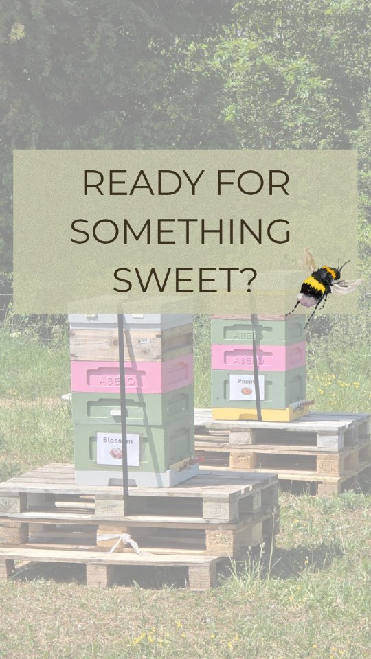 Weโre buzzing with excitement at Castors Pastures! ๐ Yesterday we welcomed our very first honey bees to the farm! ๐ฏ๐
If the British summer stays on our side, the first batches of Castors Pastures honey should be ready toward the end of July!
Bringing bees onto the land does more than make honey. They help boost pollination, support stronger, more diverse pasture plants, and play a huge role in keeping our ecosystem healthy. Itโs a small addition that makes a big difference to the land we care for.
A big thanks to Steve - the amazing bee keeper who will be looking after our two hives, named Blossom & Poppy ๐ธ
Keep an eye on our social media and website for updates on when and where youโll be able to buy Castors Pastures honey โ we canโt wait to share it with you.
Let us know in the comments below what you love honey on the most? ๐โฌ๏ธ
#englishhoney #britishhoney #supportlocalfarmers #RegenerativeFarming #localhoney