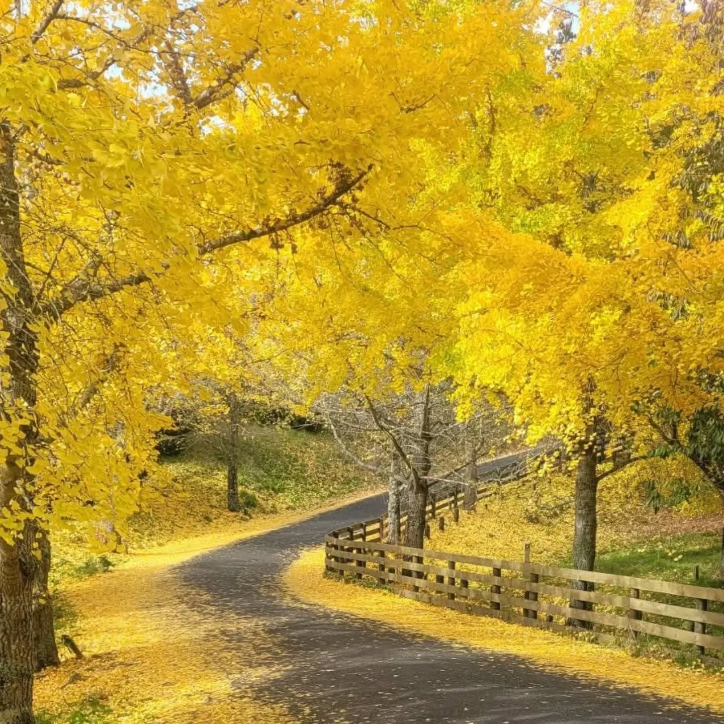Centennial park is putting on a glorious show of autumn colour !
Definitely worth a visit if your looking for something to do this weekend