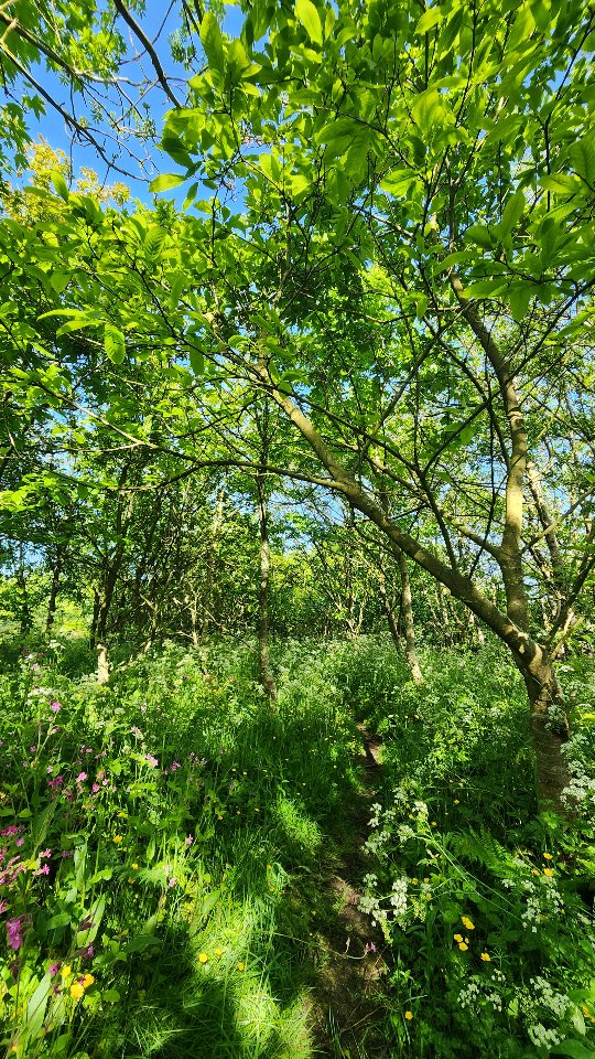 Enjoying the magic of the young woodland paths around Felin!
Mwynhau'r llwybrau drwy'r coetir ifanc o amgylch Felin!