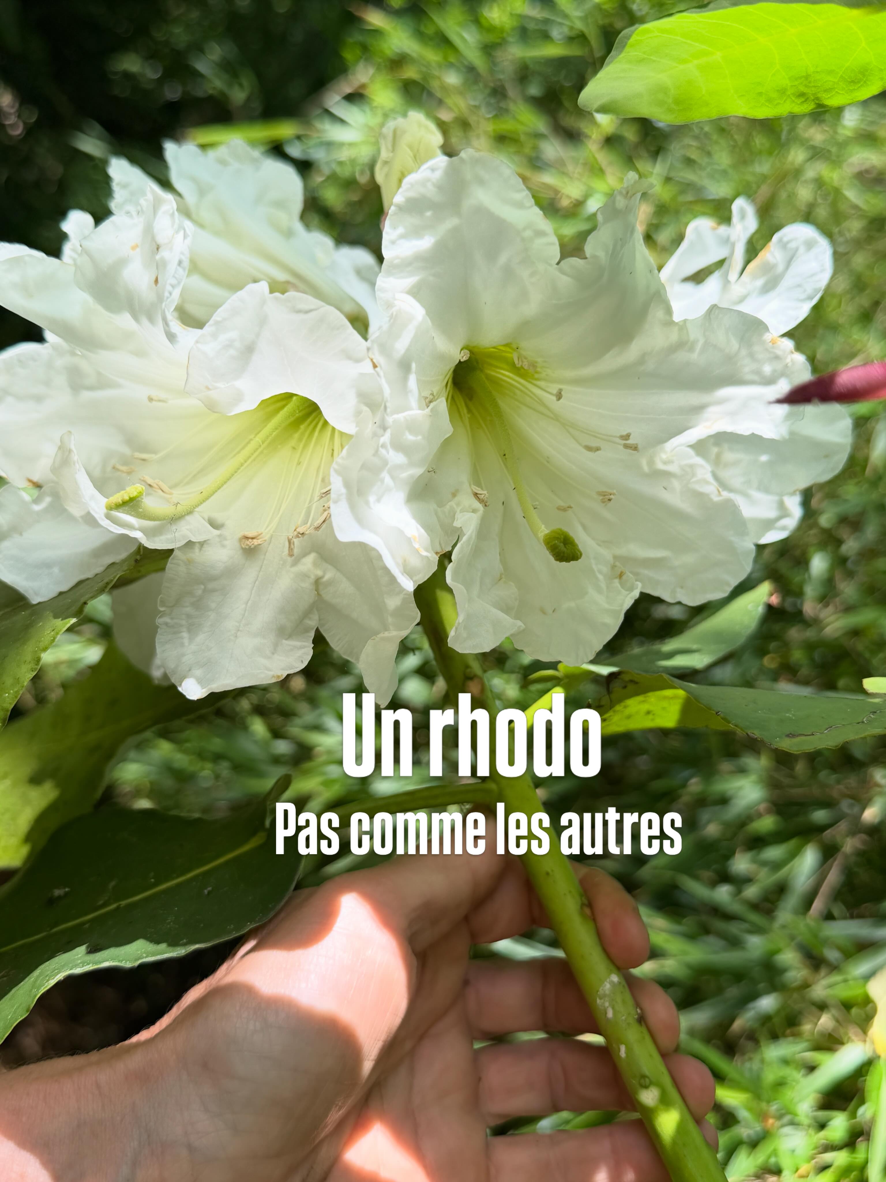 Agayon un rhododendron pas comme les autres sa Floraison est très tardive en juin parfois en juillet
🌱son port est très érigé et il atteint vite 3m
🌱son parfum délicieux rappelle celui de fragrantissima quant à ses fleurons ils sont énormes
Ceux du jardin des barthes ont été plantés en 2016 après le défrichage de canopée. A l’ombre des grands arbres ils sont heureux sur les coteaux drainés parmi les plantes subtropicales
jardin des barthes 2500 essences classé remarquable un des plus beaux de nouvelle Aquitaine
#rhododendron #jardin #plantslovers #fleurs #jardinexotique