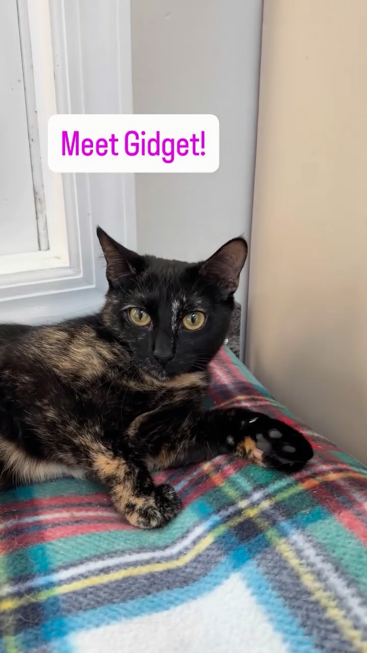 Gidget is an outgoing, playful 1 year old. She is easy to pickup, snuggle, and loves to chat 🩷
Send us an app to schedule a meet and greet at https://www.animals-in-distress.org/adoptions or email us with any questions: animalsindistressnj@gmail.com 💌 #animalsindistressnj #adoptablecats #cats #mercercountynj #adoptme
