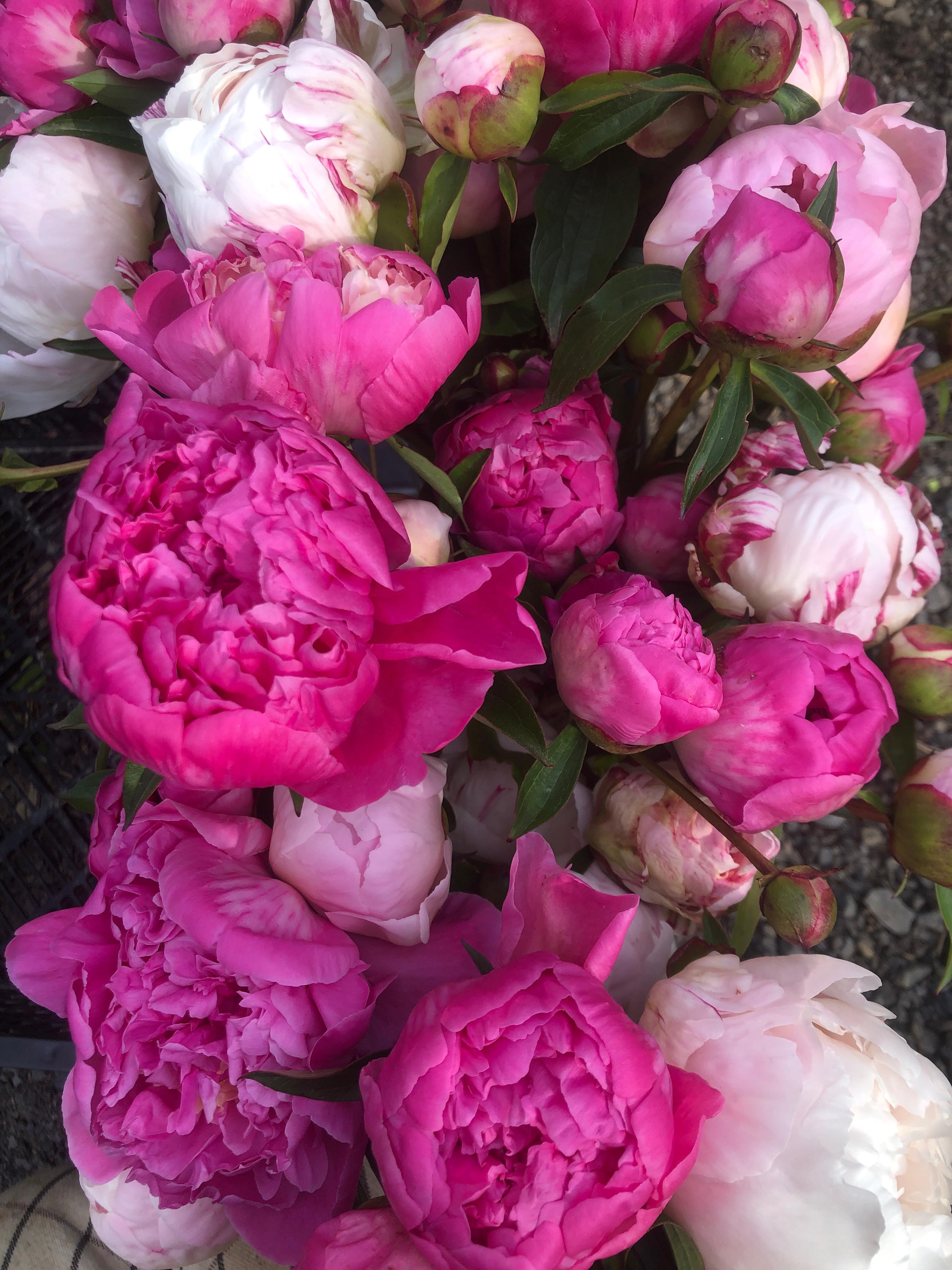 Small amounts of peonies and strawberries coming to fort green tomorrow π©·π come in the morning to get βem!