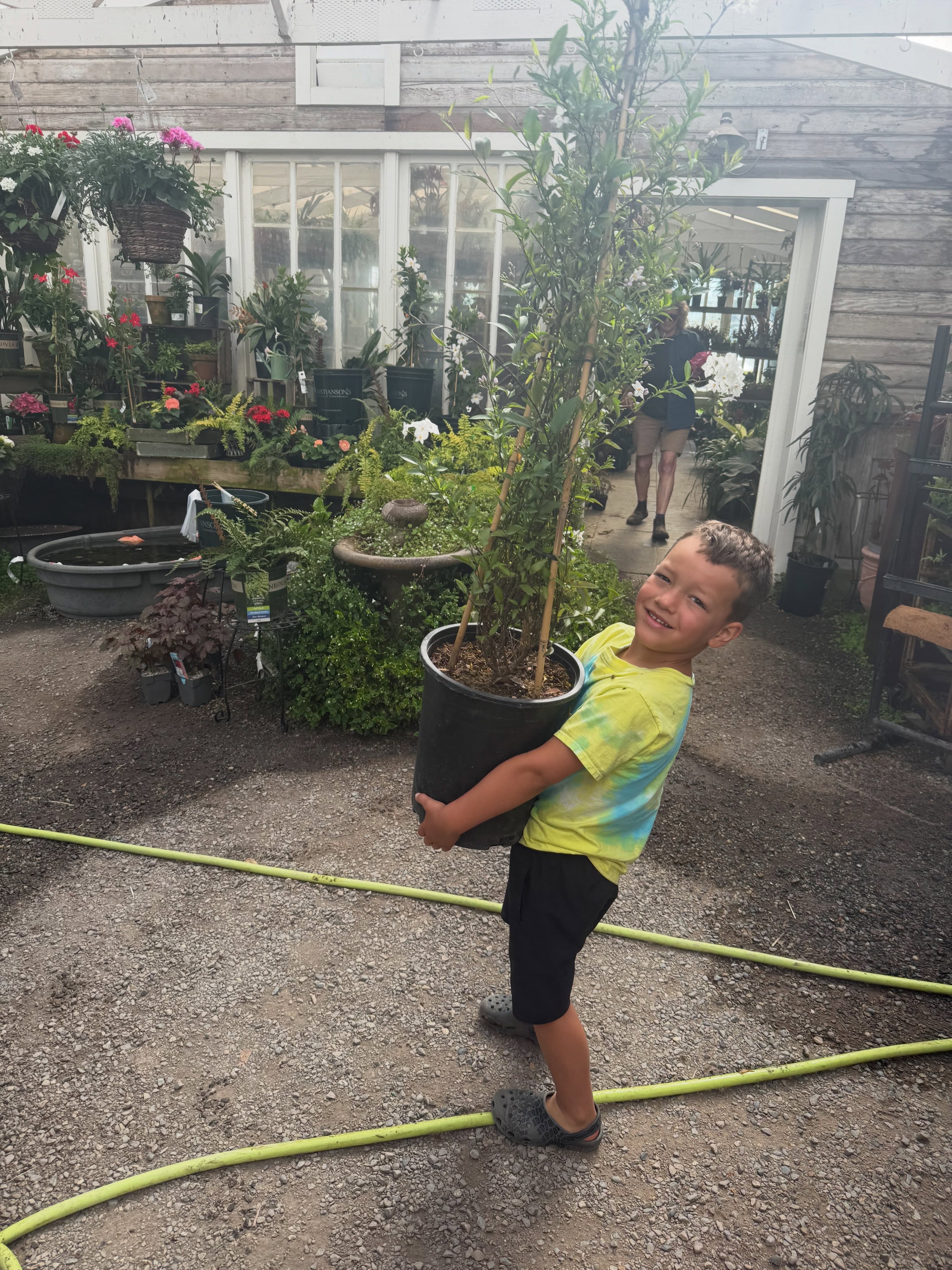 I have some extra help today. We are bringing 3 Gertrude Jekyll roses and one Grandiflora Potato Vine to plant at Ridge Road Farm