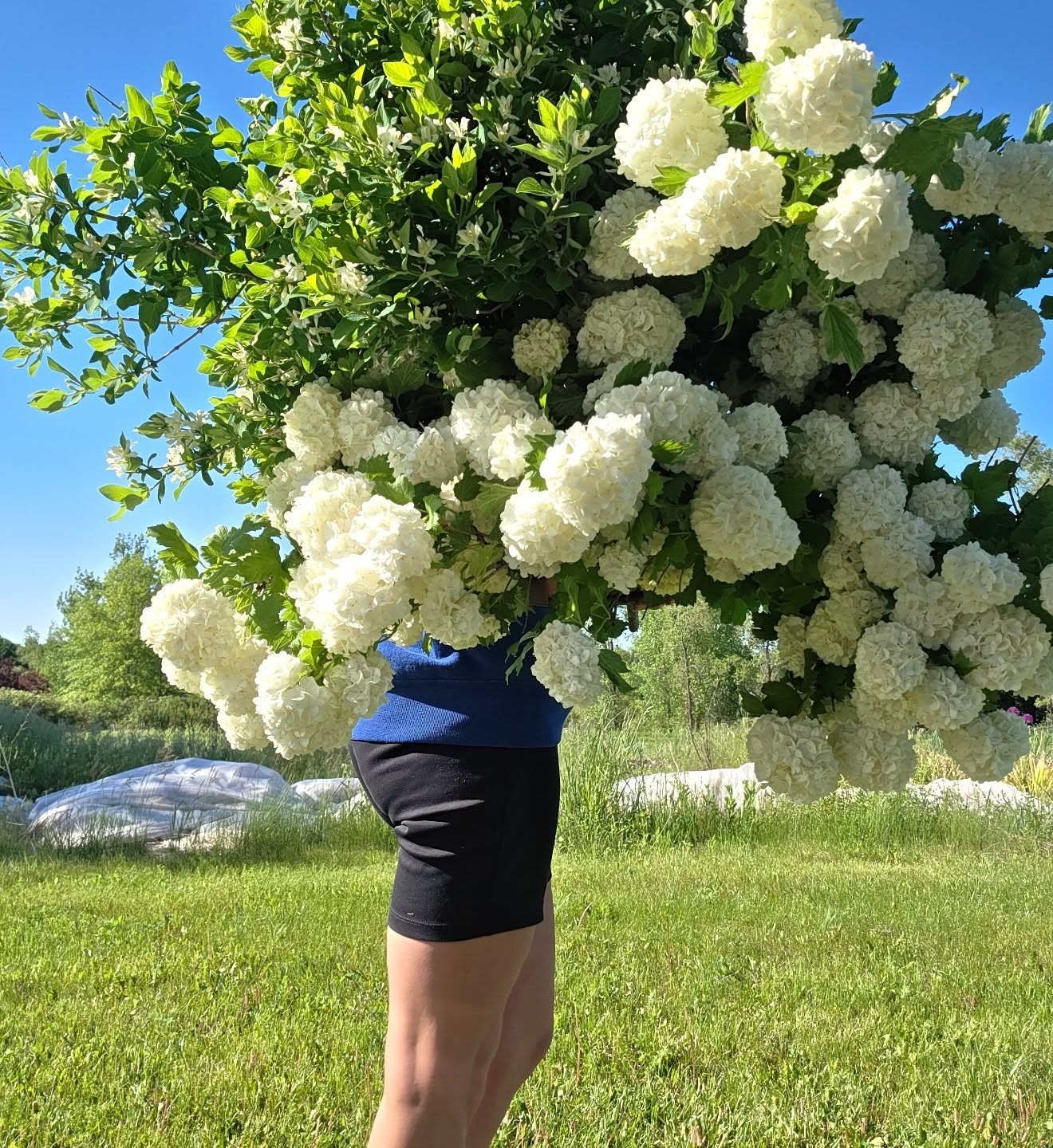 Waking up, picking flowers, listening to the birds chirp...best. morning. ever ☕️✨️🐦
We love incorporating fresh, locally grown flowers in our wedding, event, and floral arrangement designs.
Today's arm-load:
🤍 viburnum
🤍 honeysuckle
🤍 flowering sage
🤍 tarragon
#sustainableflorist #flowerfarming #localflowers #locallygrownflowers #ascfg