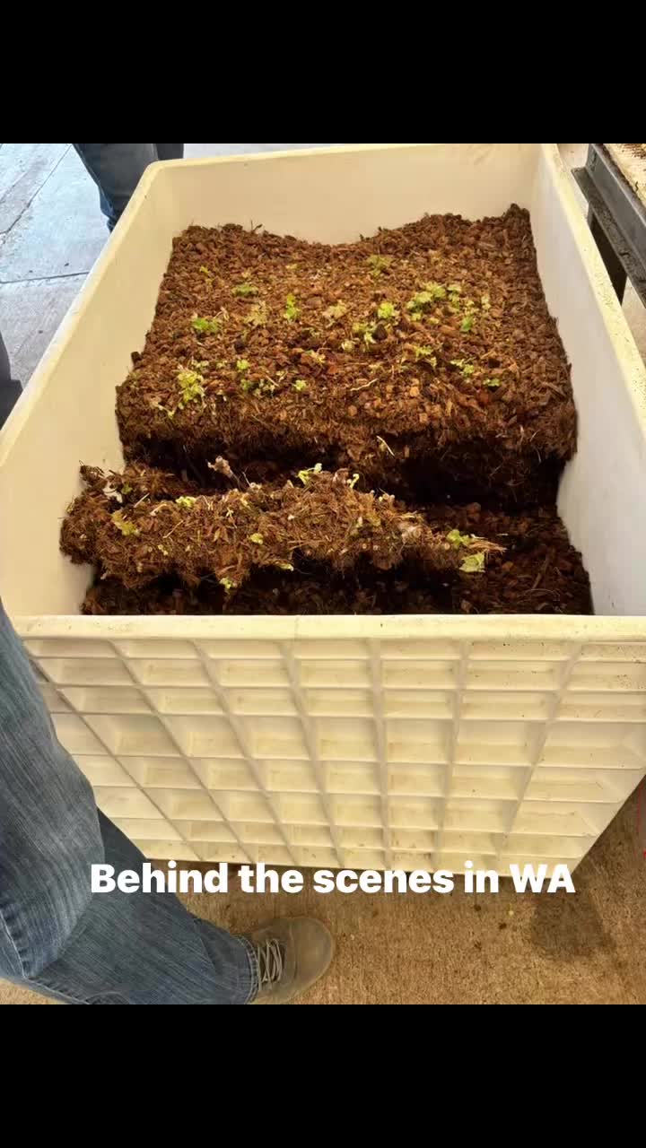 Grafting, healing, waxing…the quiet steps that shape future vintages.
Seeing this process firsthand, from rootstock wrapped in coconut husks to finished bundles, deepened our appreciation for the hands behind the vines with the growers in Washington.
#WeatheredVineyards #MadeToSavorWV
