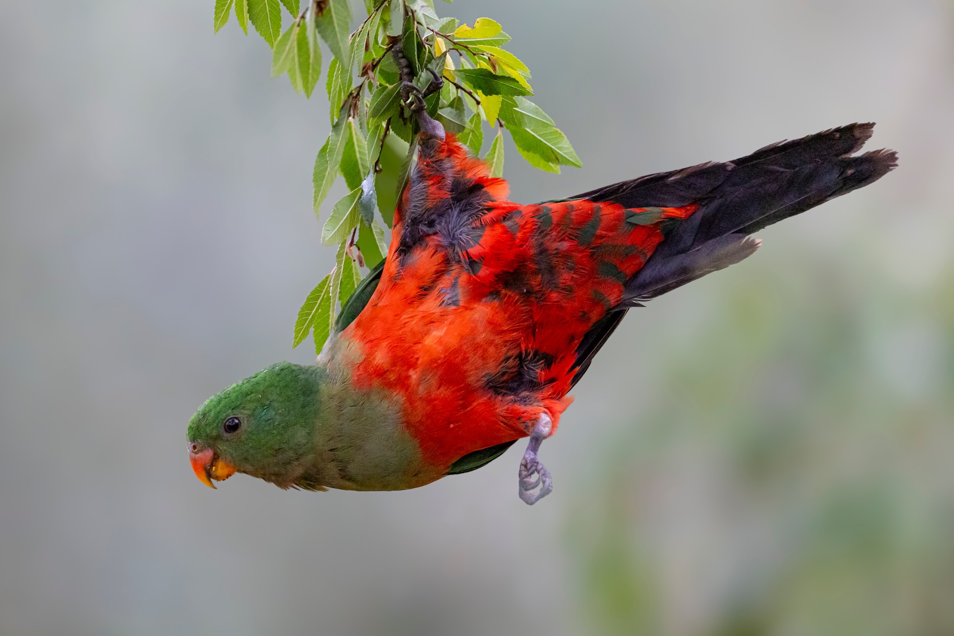 No point hanging around waiting, World Parrot Day is the 31st.. so.. expect spam. You’re welcome.
#AusGeo
#NotABirder
#AustralianKingParrot
#birdsofinstagram
#wildlifephotography