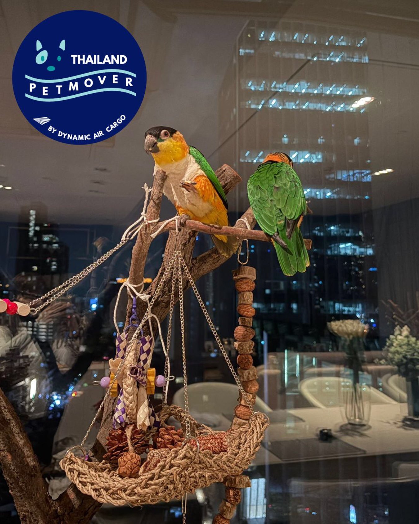🇦🇺 🛬 🇹🇭
It’s always challening to relocate birds, but these two have finally arrived safely in Bangkok from Australia!
A big thank you to all parties involve and pet parents for their kind patience and trust throughout this complicated move 🥰
——————————————————
🐶 Thailand Pet Mover
🐱 Where Pet Lover Meets Pet Mover
🐰 Inquire via LINE: @thailandpetmover
🐯 Or Email: service@dynamicaircargo.com
🐹 Our DMs are not monitored
🐷 A trade mark service managed by Dynamic Air Cargo, a member of IPATA and IATA.
——————————————————
Please make sure you contact direct to our customer service team
#thailandpetmover #thailandpetrelocation #animallovers #petmoverthailand #petshipping