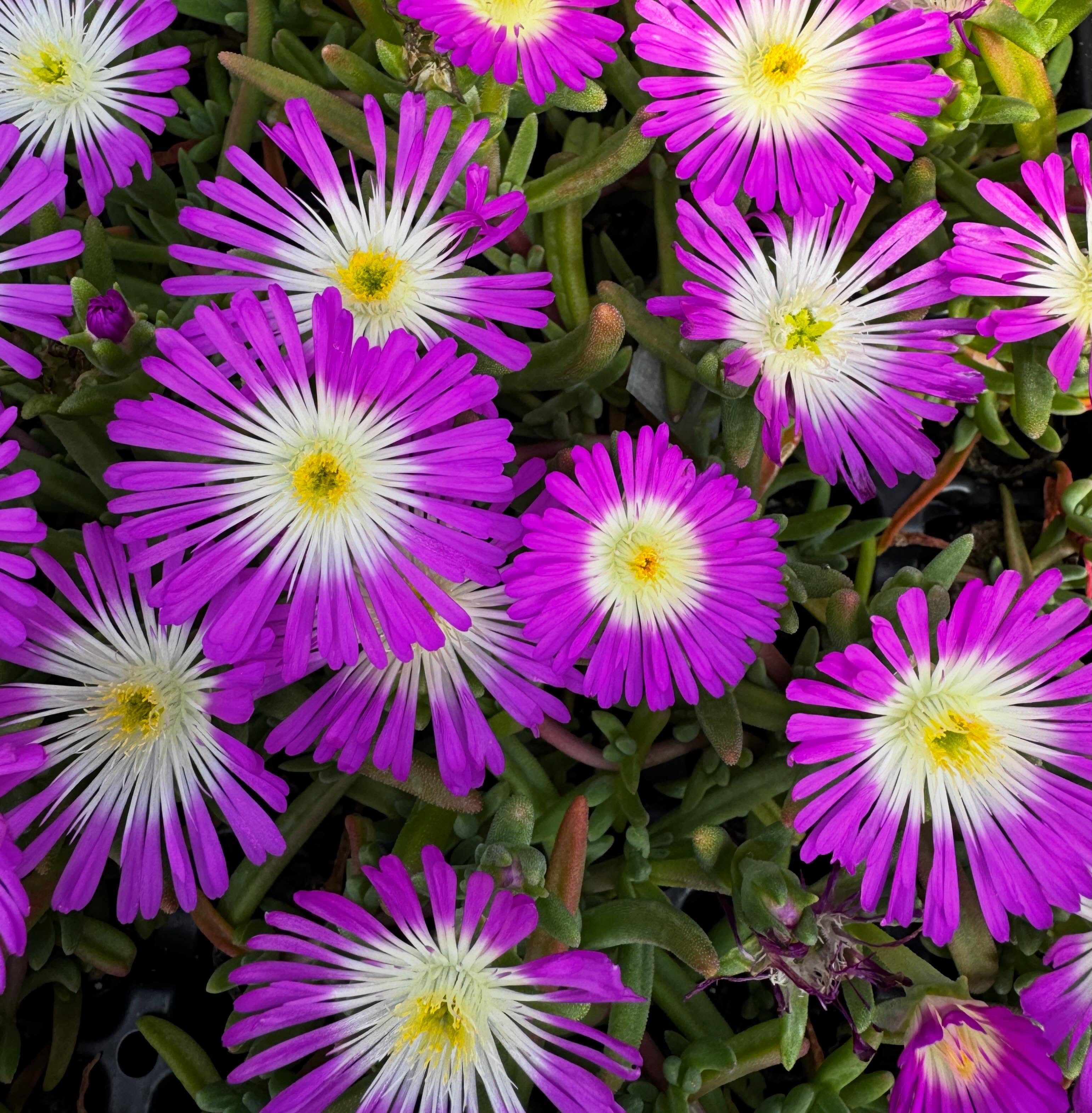 delosperma hot pink In full flower on the nursery #flowerstagram #plantsmakepeoplehappy #plant