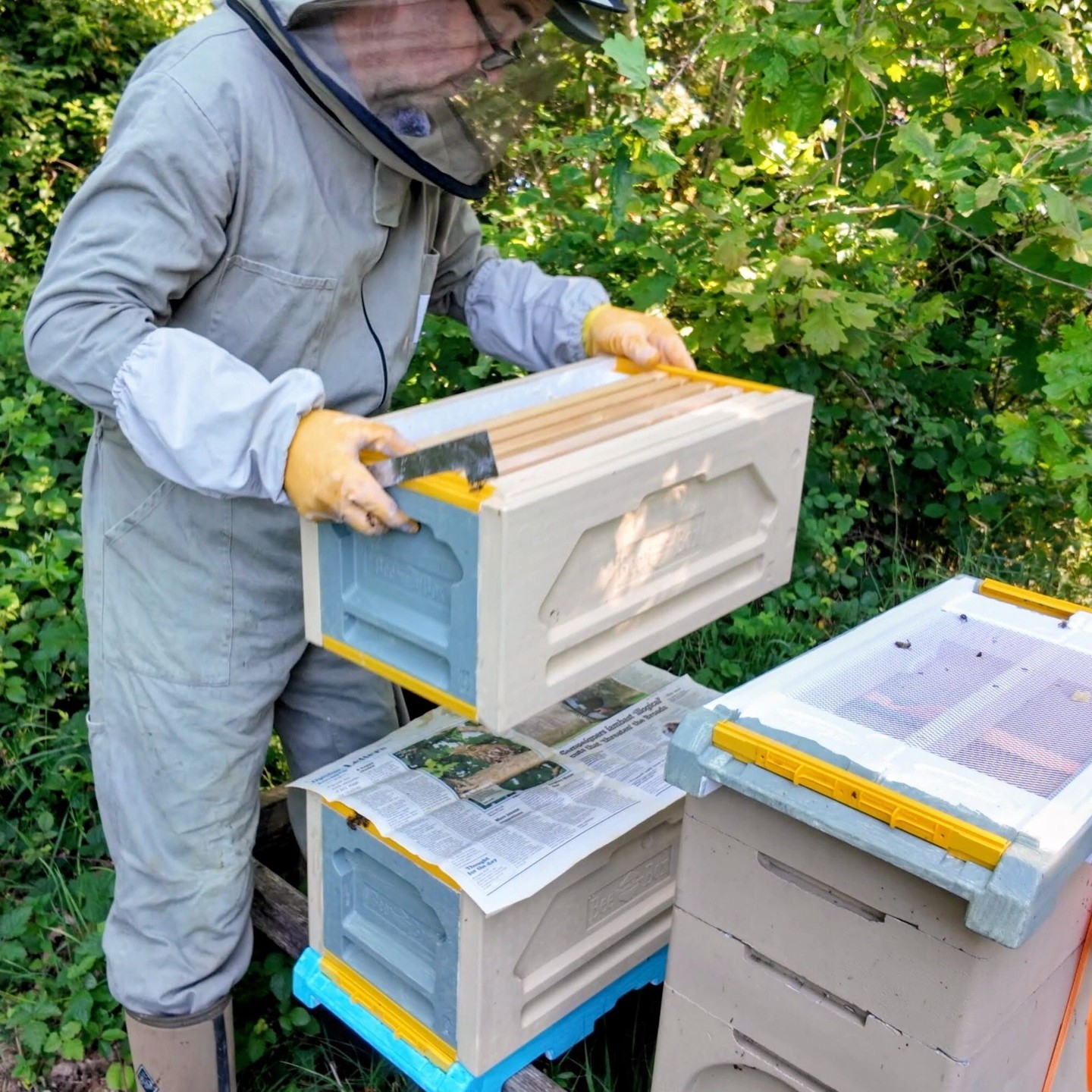 Uniting two Nucs, one of them is queenless and quite small.
# beekeeping #honeybees #nucs #paradisehoney