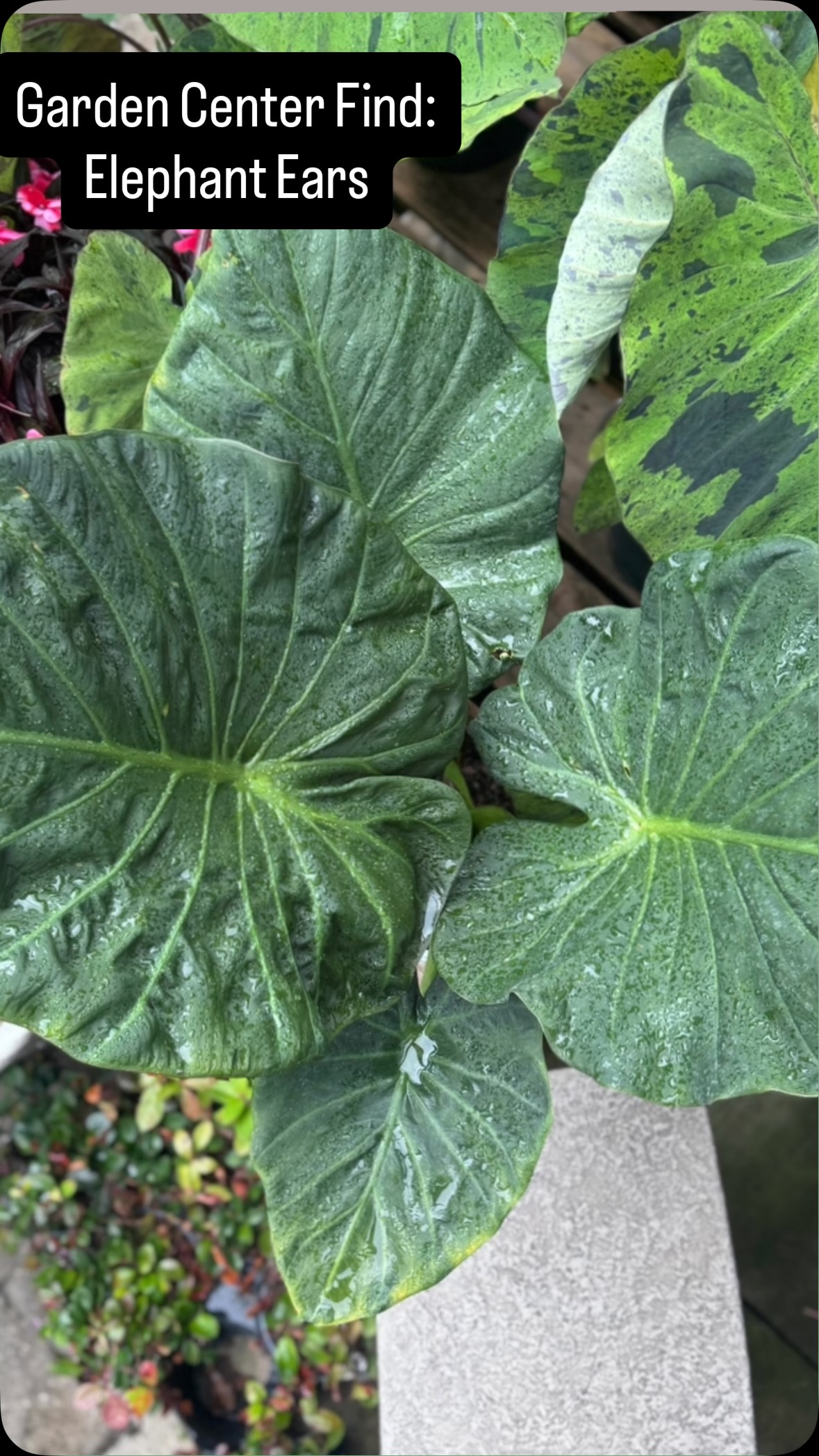 🌿 Big leaves, bold colors, tropical vibes 🌿
Our Elephant Ears are showing off right now 😍 From dramatic dark leaves to bright tropical greens, we’ve got a little bit of everything in different sizes and colors.
Limited stock available, which one are you taking home? 👀
#ElephantEars #TropicalPlants #GardenCenter #NewportNC #CrystalCoastNC