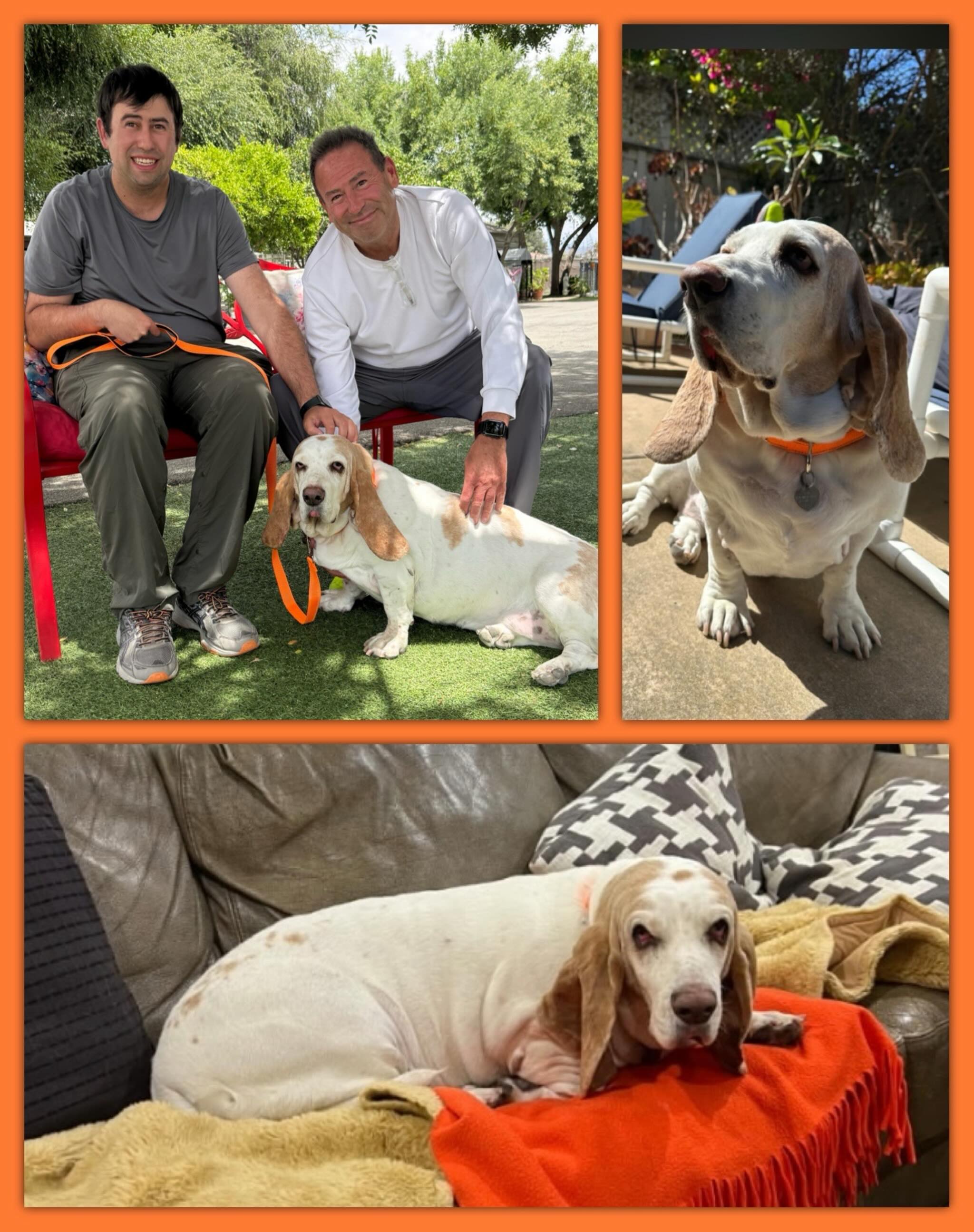 So many miracles and so many blessings each day at the Rescue. We want to share this one with you. Oakley was a beloved, cared for companion to a wonderful senior lady who spent her days helping others in her community, The Colony in Murrieta. Many people knew Oakley as Carol would walk her, greeting her neighbors. Carol passed away suddenly of a heart attack. Poor Oakley was left confused and nowhere to go. She was brought to RFSC on the 22nd.
She was in great need of extensive dental care. Thanks to our wonderful Veterinarian, the care was provided.
Oakley was in great distress, crying most of the days. We tried to comfort her. We received a call from one of our longtime adopters. The family had seen Oakley’s picture and her story and wanted to come for her right away. Tears turned to joy.
She was groomed and ready to go as the family pulled up. She knew they were there for her, tail wagging as they ran to greet her.
She is now in her loving home and we are so thankful for this beautiful family who answered prayers.